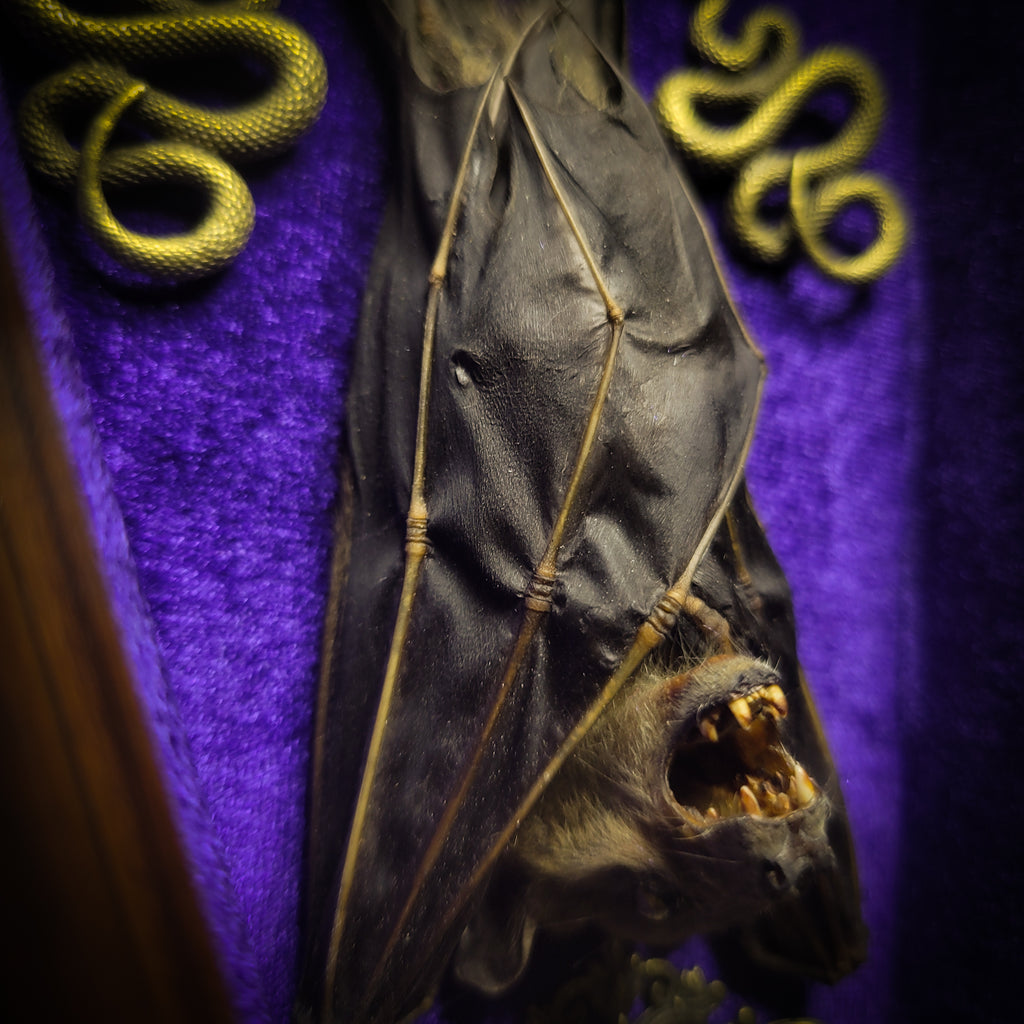 Bat Wooden Coffins — handmade gothic coffin shadowbox, made to order. Handbuilt wooden coffin frame with bat specimen, velvet background, ornate decorations and ritual details. Dark gothic wall and altar decor, made from scratch.
