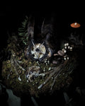Obscura — handmade gothic witch altar, real goat skull, inverted pentagram, preserved badger heart, birch wood base, forest botanicals, one of a kind, Morbid Oddities
