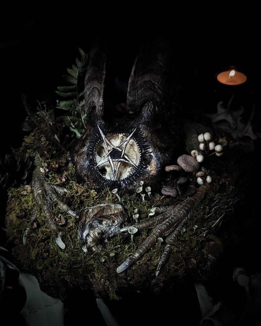 Obscura — handmade gothic witch altar, real goat skull, inverted pentagram, preserved badger heart, birch wood base, forest botanicals, one of a kind, Morbid Oddities
