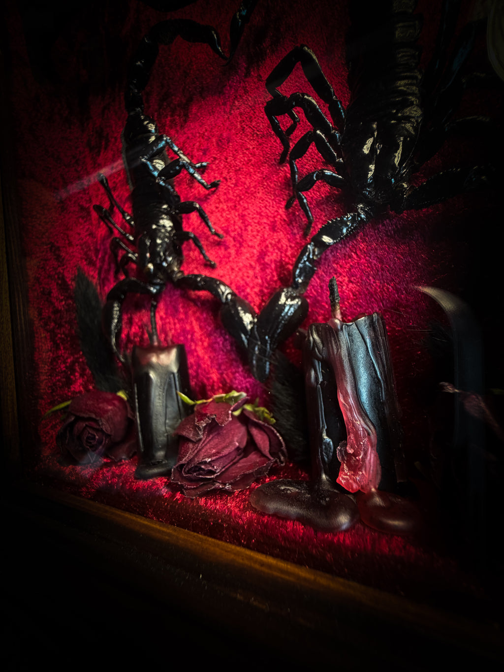 Veneficium gothic shadowbox — two preserved black scorpions arranged in a heart shape on deep crimson velvet, with hand-carved gothic tracery, preserved roses and vampire candles, in a hand-carved wooden frame with glass front. Morbid oddities.
