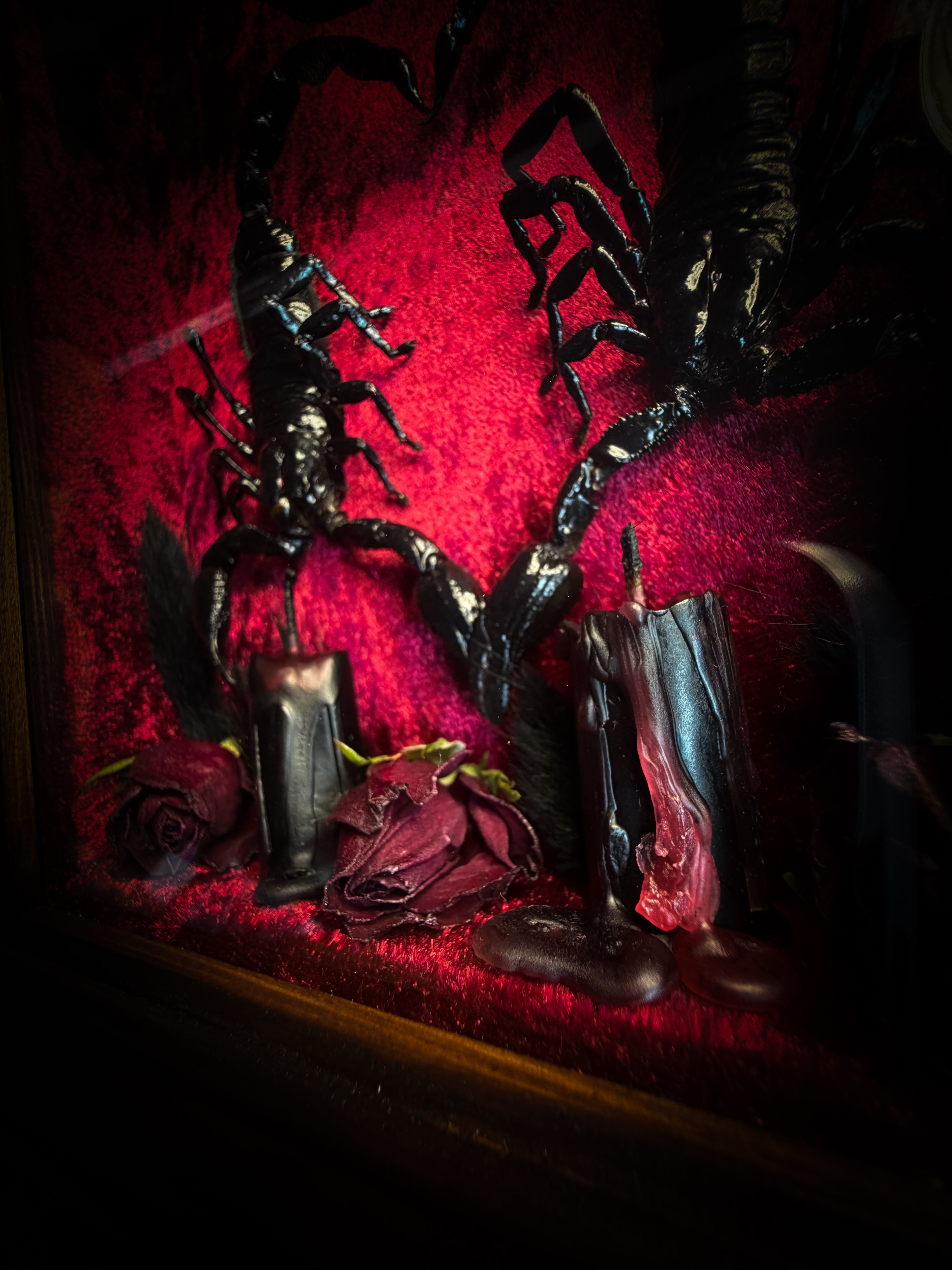 Veneficium gothic shadowbox — two preserved black scorpions arranged in a heart shape on deep crimson velvet, with hand-carved gothic tracery, preserved roses and vampire candles, in a hand-carved wooden frame with glass front. Morbid oddities.
