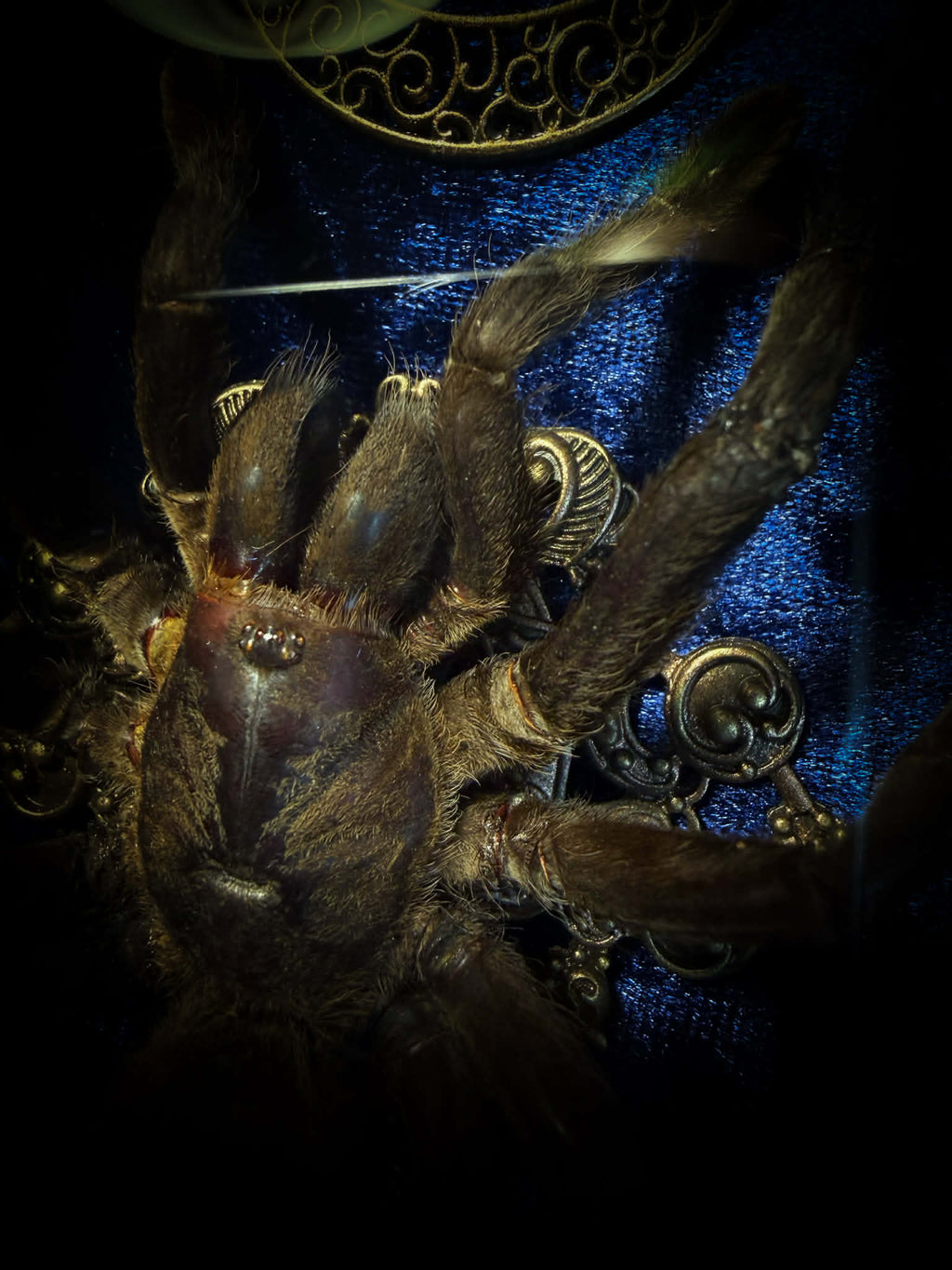 Sophistication — handmade gothic shadowbox, made to order. Real tarantula specimen on velvet background in ornate vintage-style frame with crystal accents and hand-finished metallic ornaments. Dark collectible wall decor, 22x30cm.