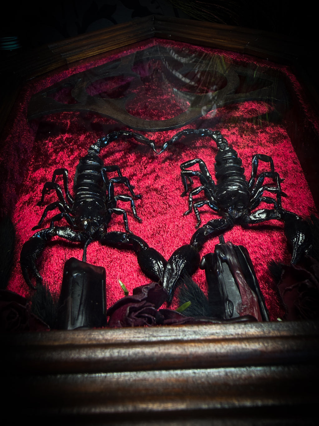 Veneficium gothic shadowbox — two preserved black scorpions arranged in a heart shape on deep crimson velvet, with hand-carved gothic tracery, preserved roses and vampire candles, in a hand-carved wooden frame with glass front. Morbid oddities.