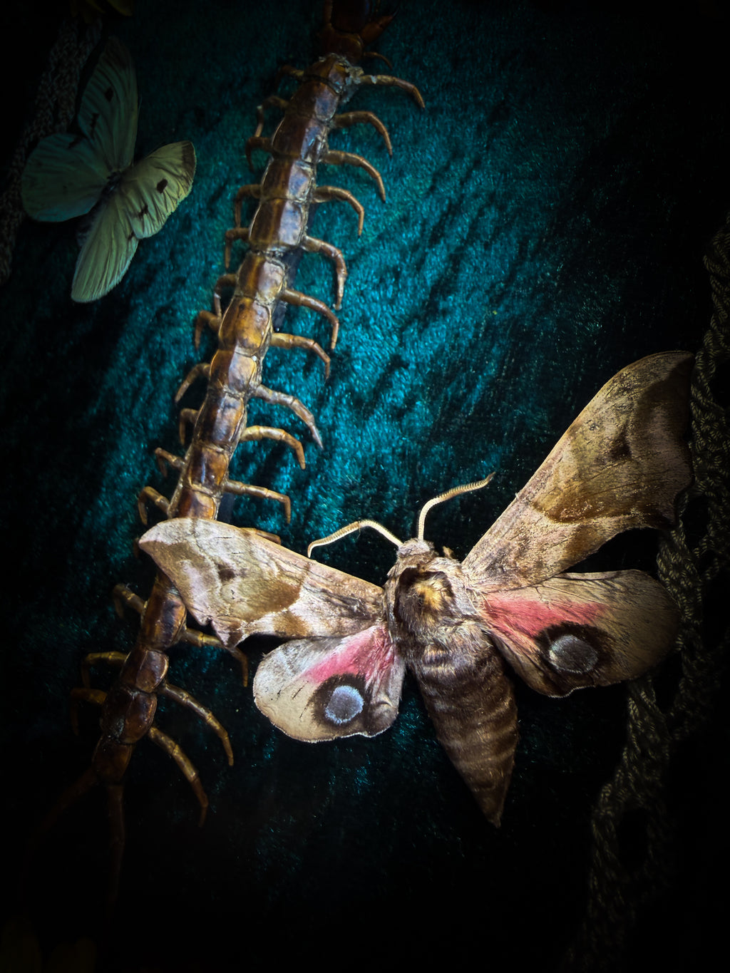 Memento Vivere gothic shadowbox — preserved centipede, Deilephila elpenor hawk-moth and white butterfly on teal-green velvet with dried marigolds and cream lace, in a hand-carved wooden coffin frame with glass front, by Morbid Oddities