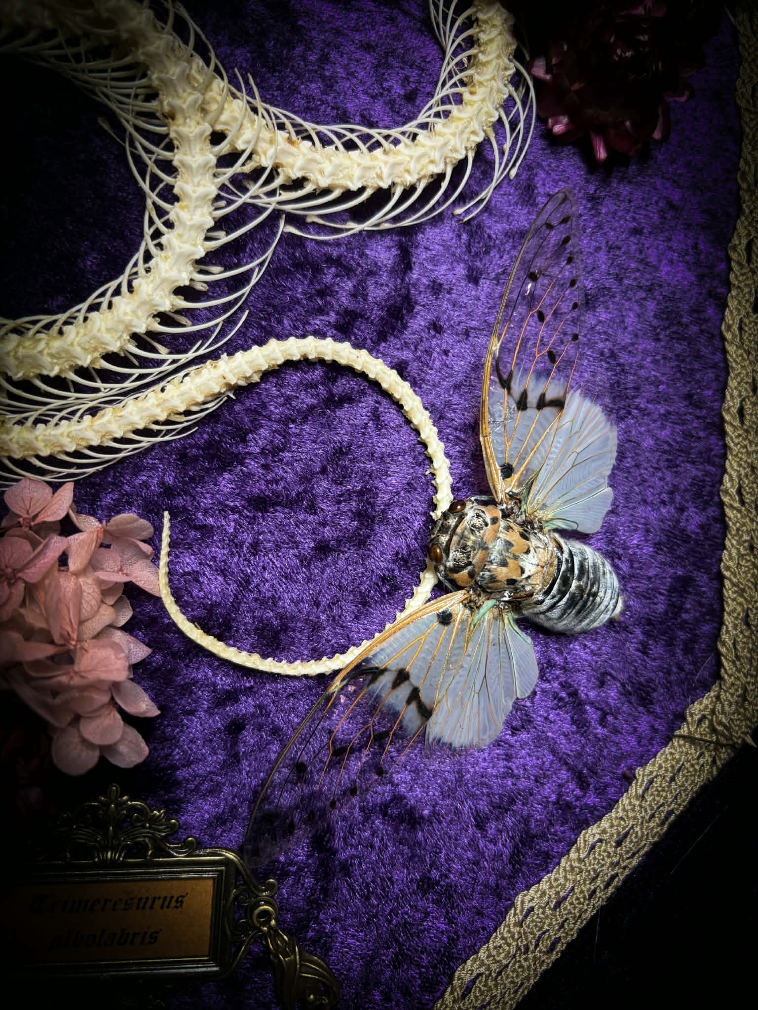Gothic shadowbox — articulated snake skeleton on deep violet velvet, preserved florals, ghost cicadas, baroque wooden frame with gold accents, 45x35cm