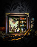The Librarian | handmade whimsical witch's library shadowbox with Actias luna moth, miniature shelves, crystals, skulls, spell books and curiosities, dark wood frame with green velvet | Morbid Oddities
