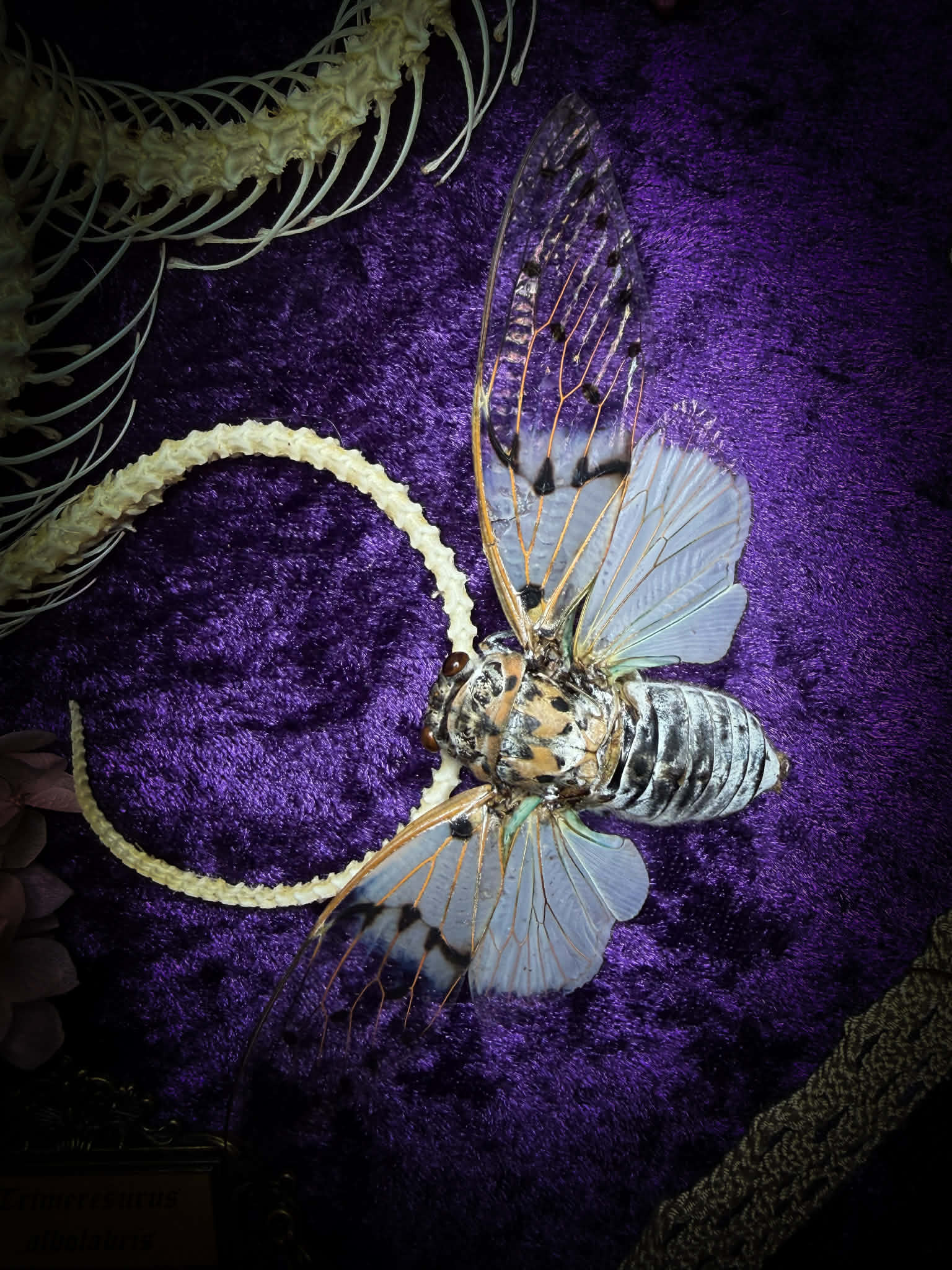 Gothic shadowbox — articulated snake skeleton on deep violet velvet, preserved florals, ghost cicadas, baroque wooden frame with gold accents, 45x35cm