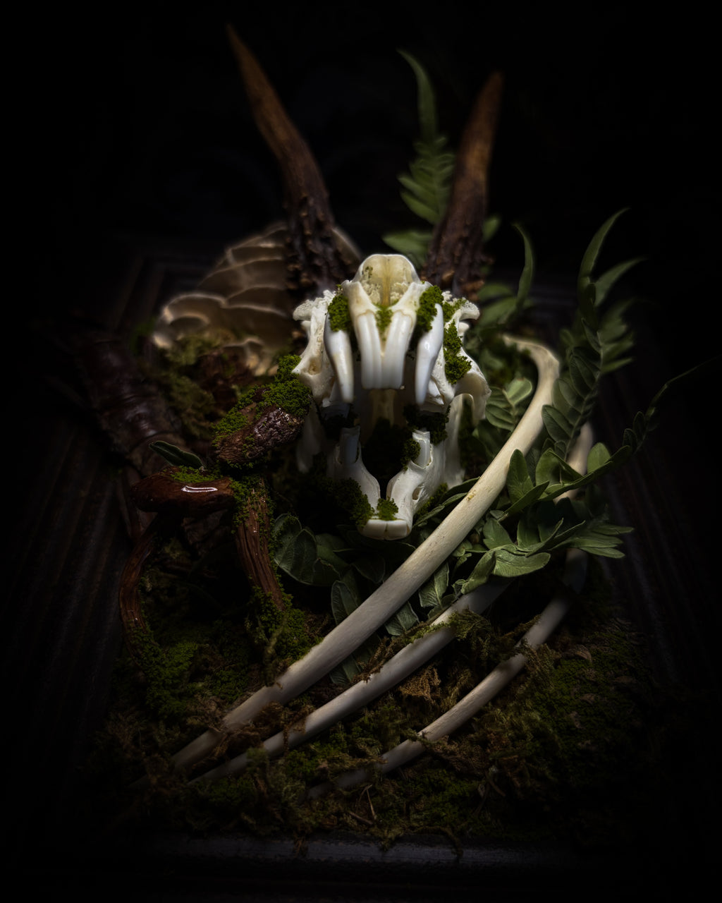 The Night Sovereign | handmade gothic relic with hand-cast painted bat skull, gold wings, gold chain and black velvet on ornate black frame | Morbid Oddities
