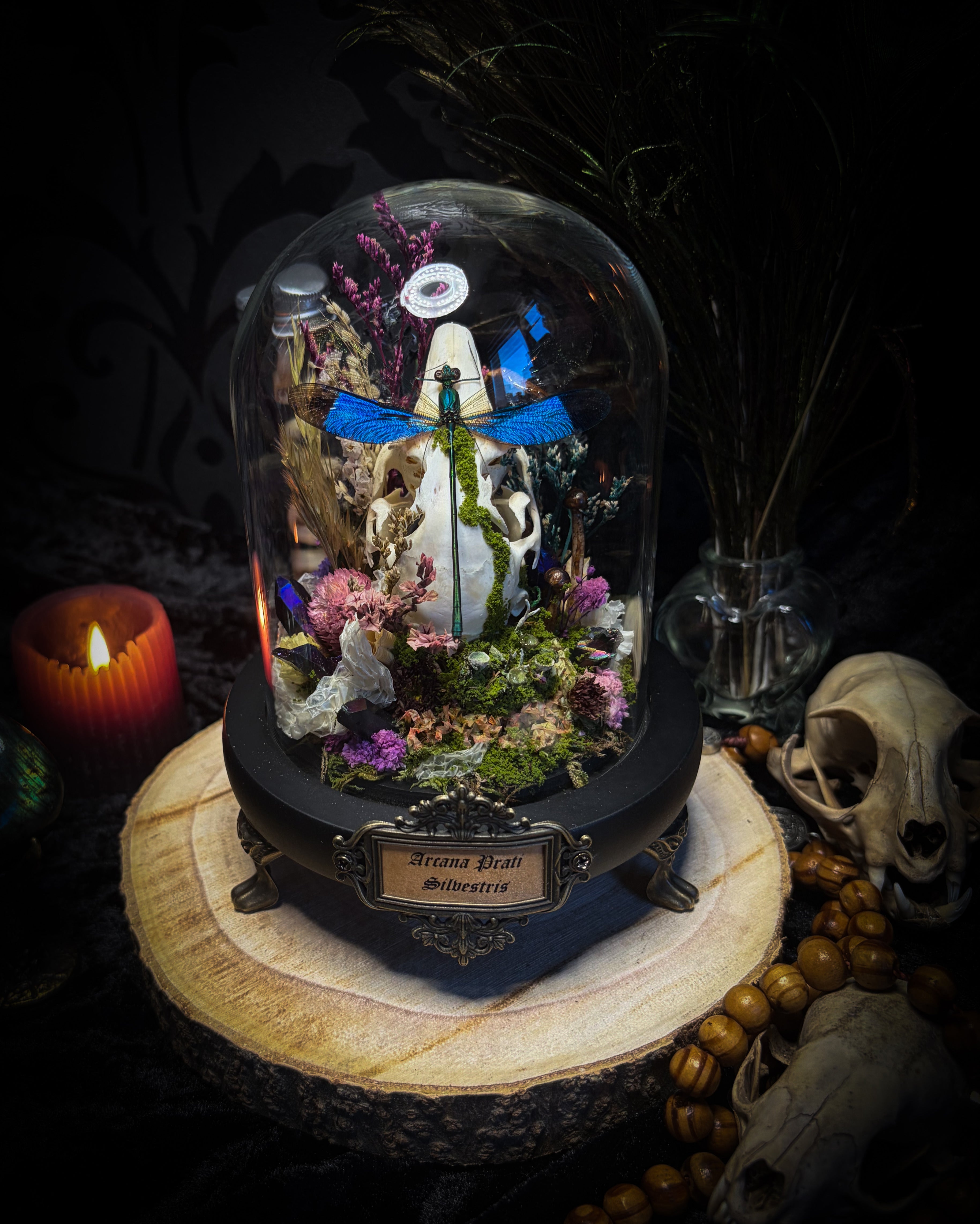 Arcana Prati Silvestris | handmade woodland glass dome with real rabbit skull, Calopteryx splendens dragonfly, snake skin, moss, lichen, dried flowers, dew-drop mushrooms and wooden base | Morbid Oddities
