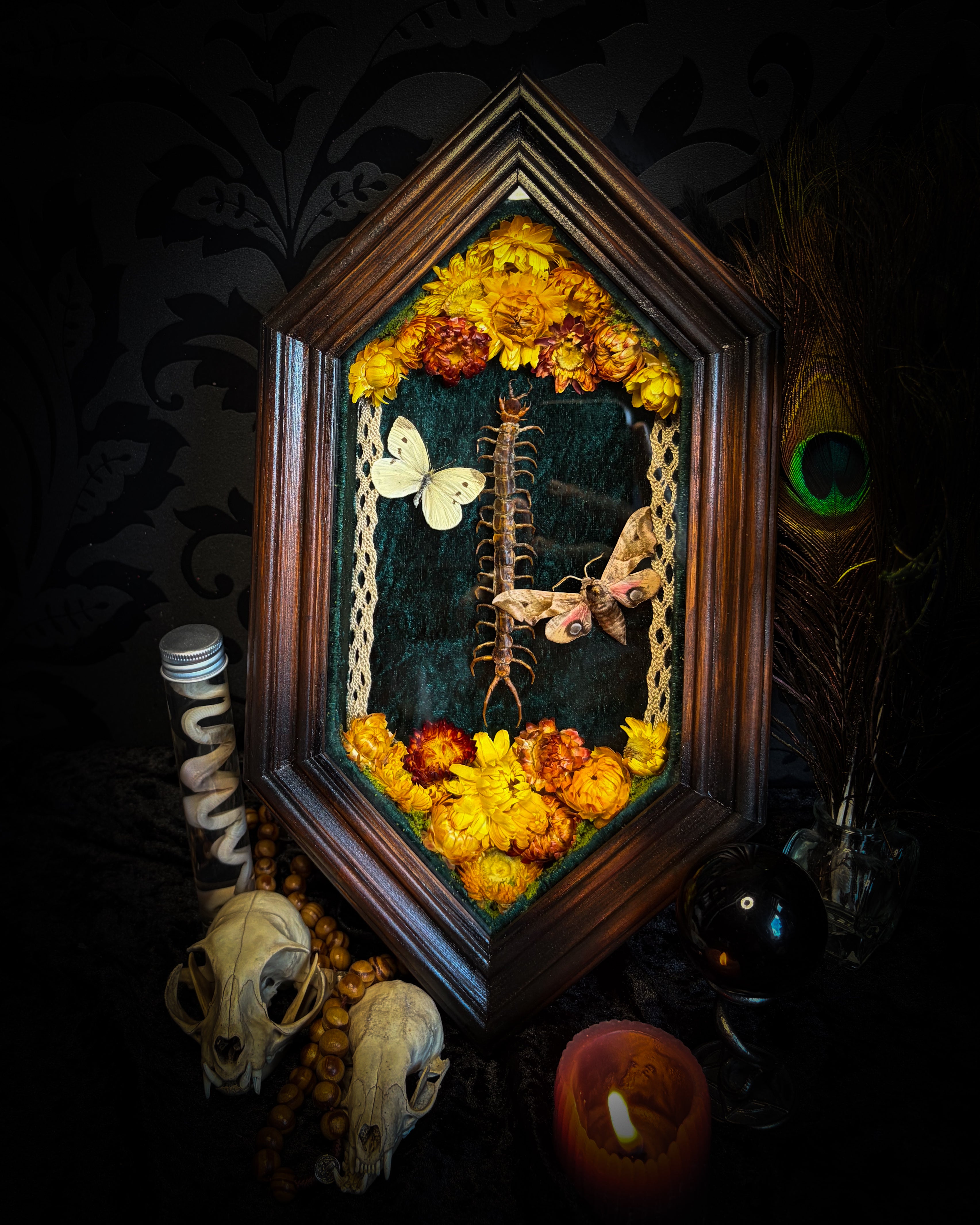 Memento Vivere gothic shadowbox — preserved centipede, Deilephila elpenor hawk-moth and white butterfly on teal-green velvet with dried marigolds and cream lace, in a hand-carved wooden coffin frame with glass front, by Morbid Oddities