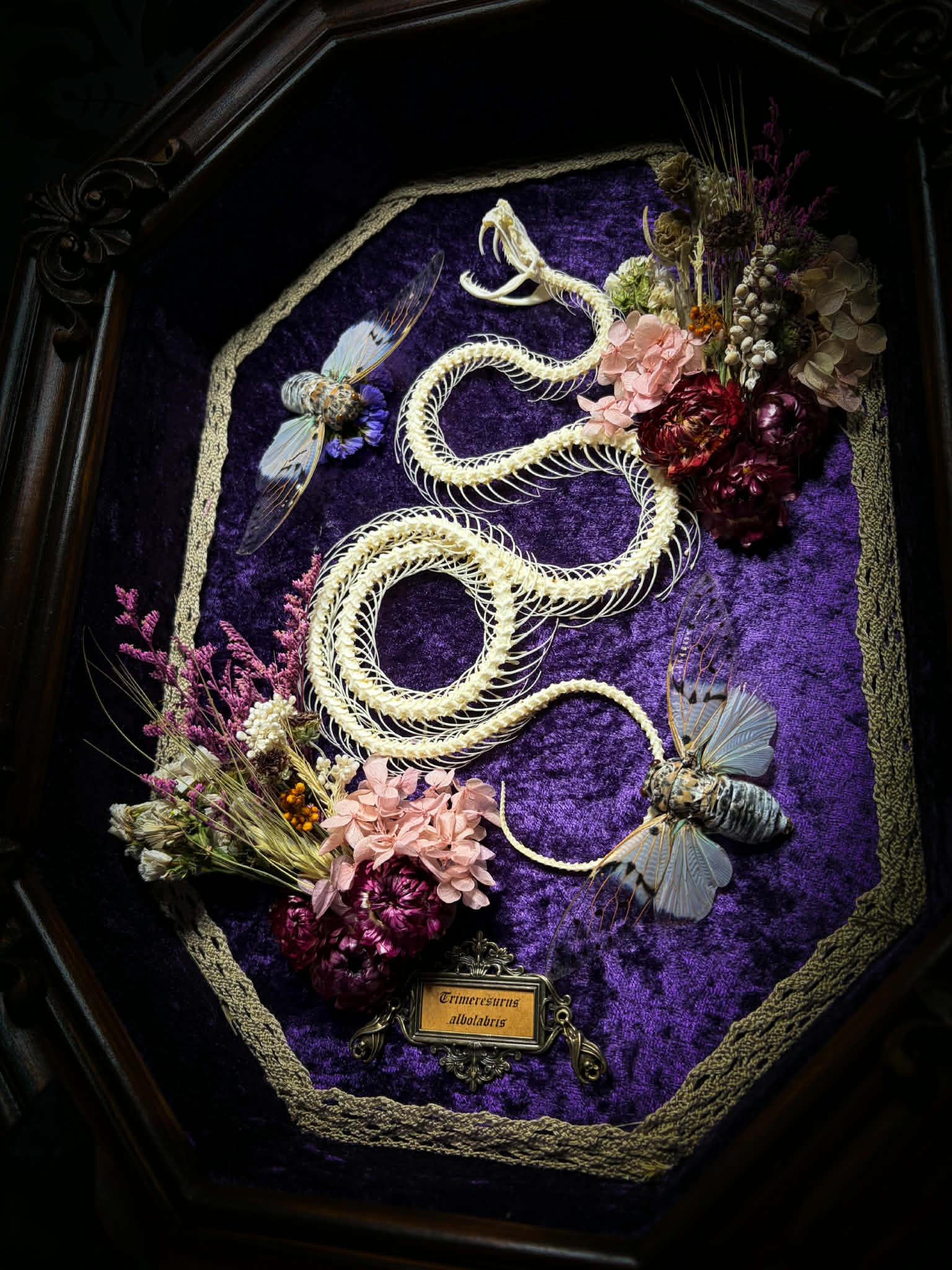 Gothic shadowbox — articulated snake skeleton on deep violet velvet, preserved florals, ghost cicadas, baroque wooden frame with gold accents, 45x35cm