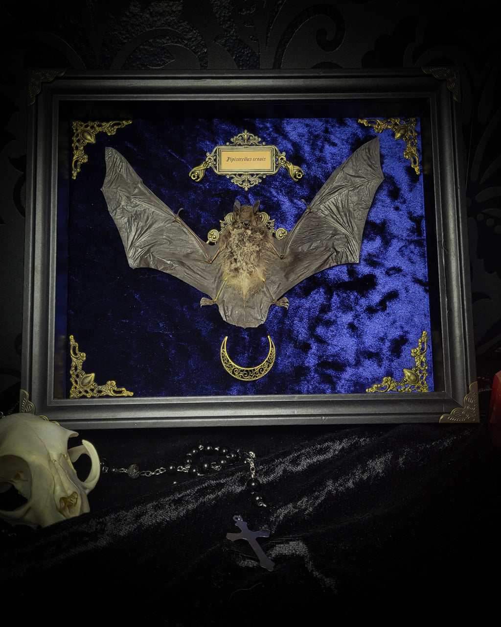 Simple bat shadowbox — handmade gothic shadowbox, made to order. Preserved bat specimen on velvet background in deep frame with ornate corner decorations, miniature bats, crescent moon elements and Latin species nameplate. Gothic wall decor, 28x23cm.
