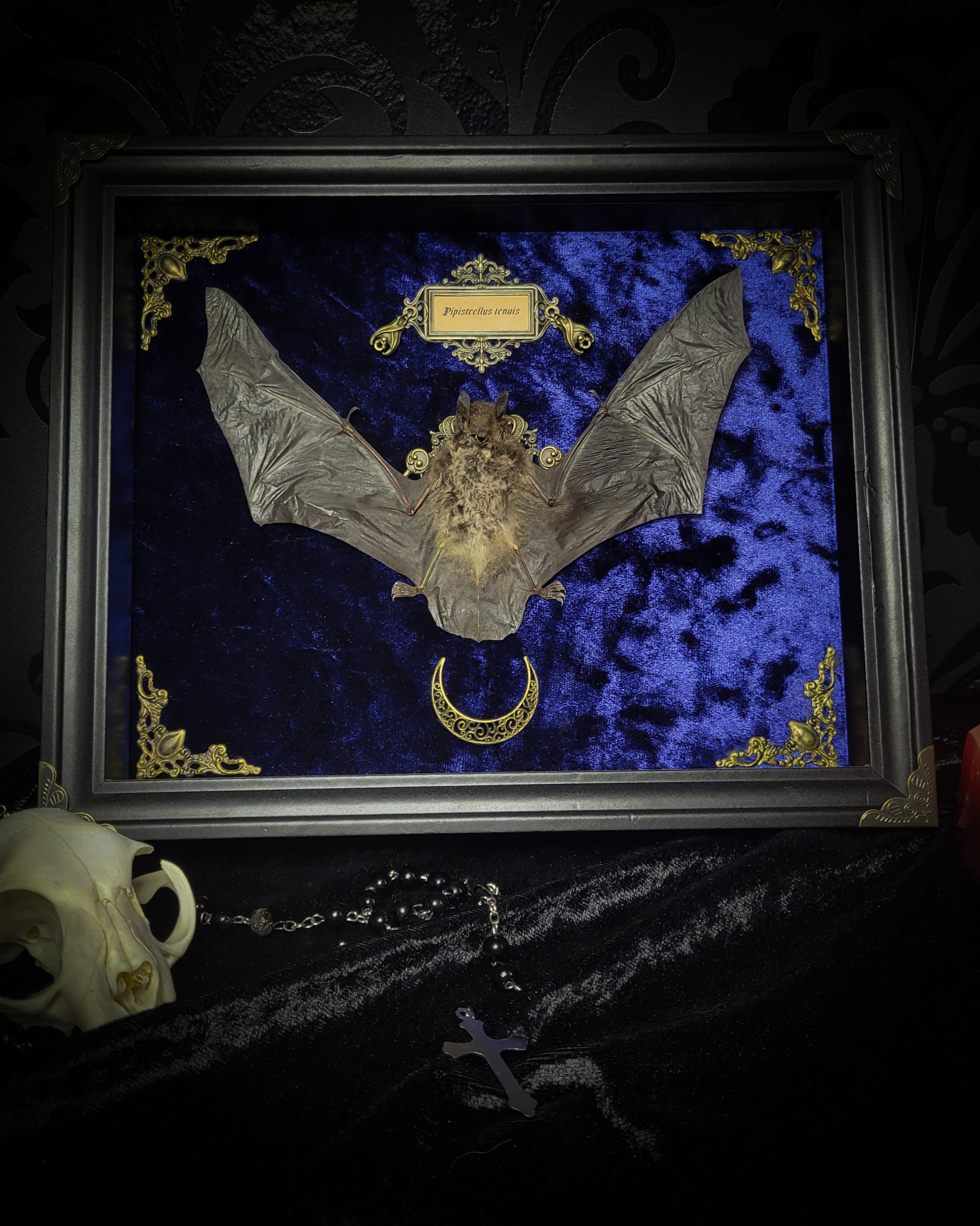 Simple bat shadowbox — handmade gothic shadowbox, made to order. Preserved bat specimen on velvet background in deep frame with ornate corner decorations, miniature bats, crescent moon elements and Latin species nameplate. Gothic wall decor, 28x23cm.