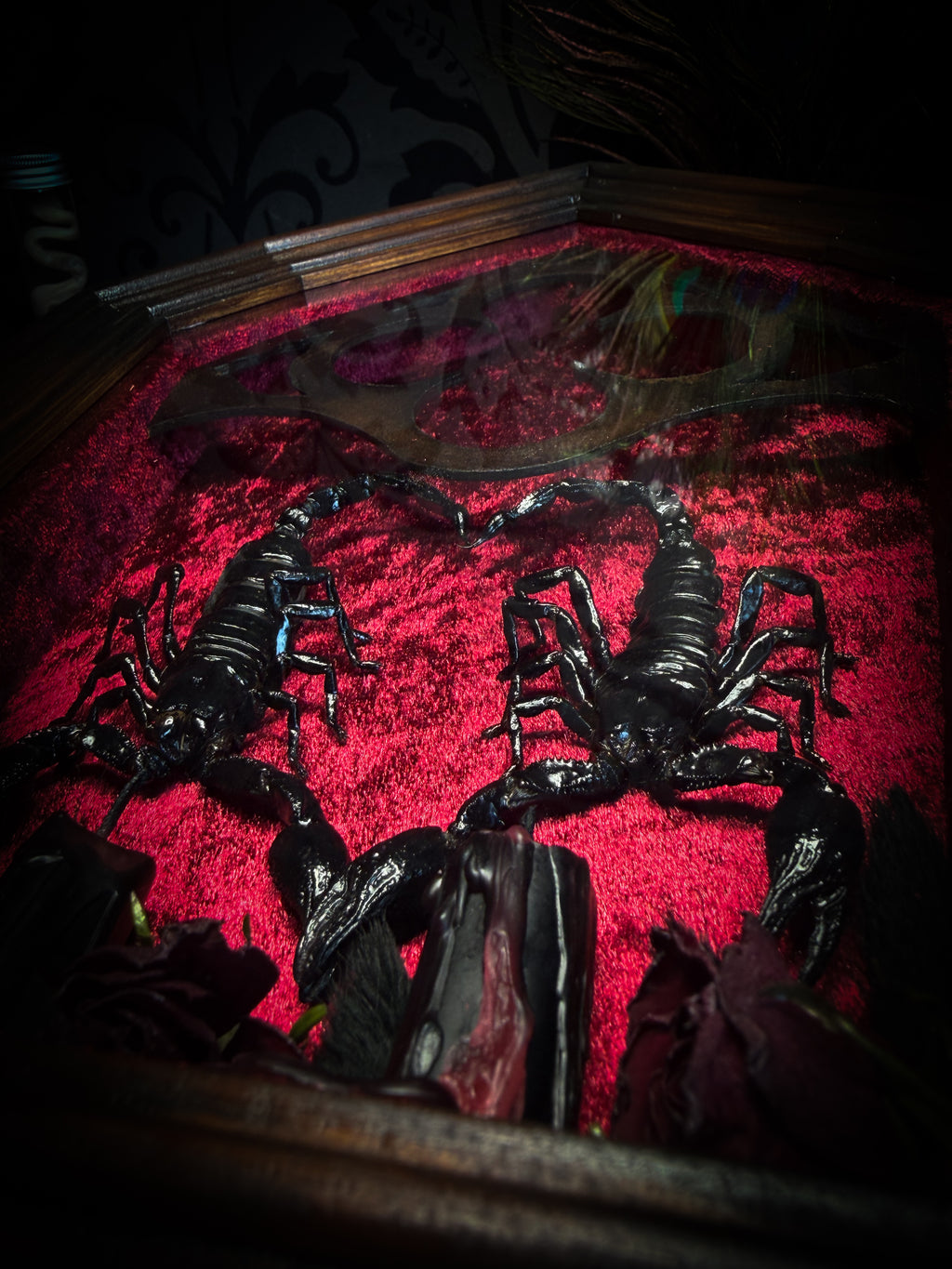 Veneficium gothic shadowbox — two preserved black scorpions arranged in a heart shape on deep crimson velvet, with hand-carved gothic tracery, preserved roses and vampire candles, in a hand-carved wooden frame with glass front. Morbid oddities.