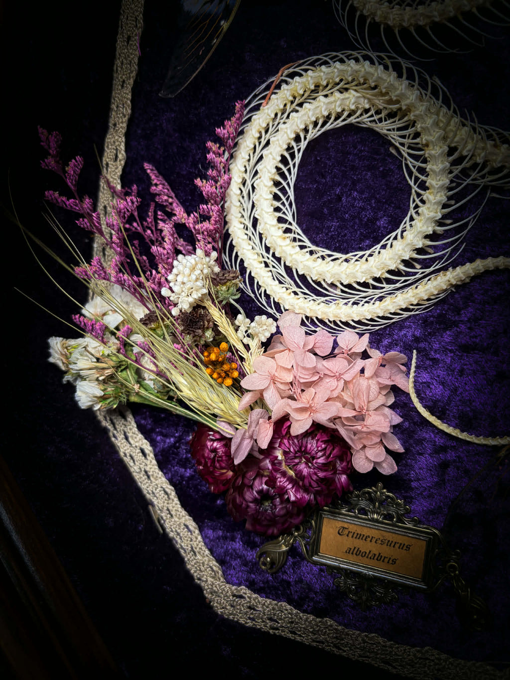 Gothic shadowbox — articulated snake skeleton on deep violet velvet, preserved florals, ghost cicadas, baroque wooden frame with gold accents, 45x35cm