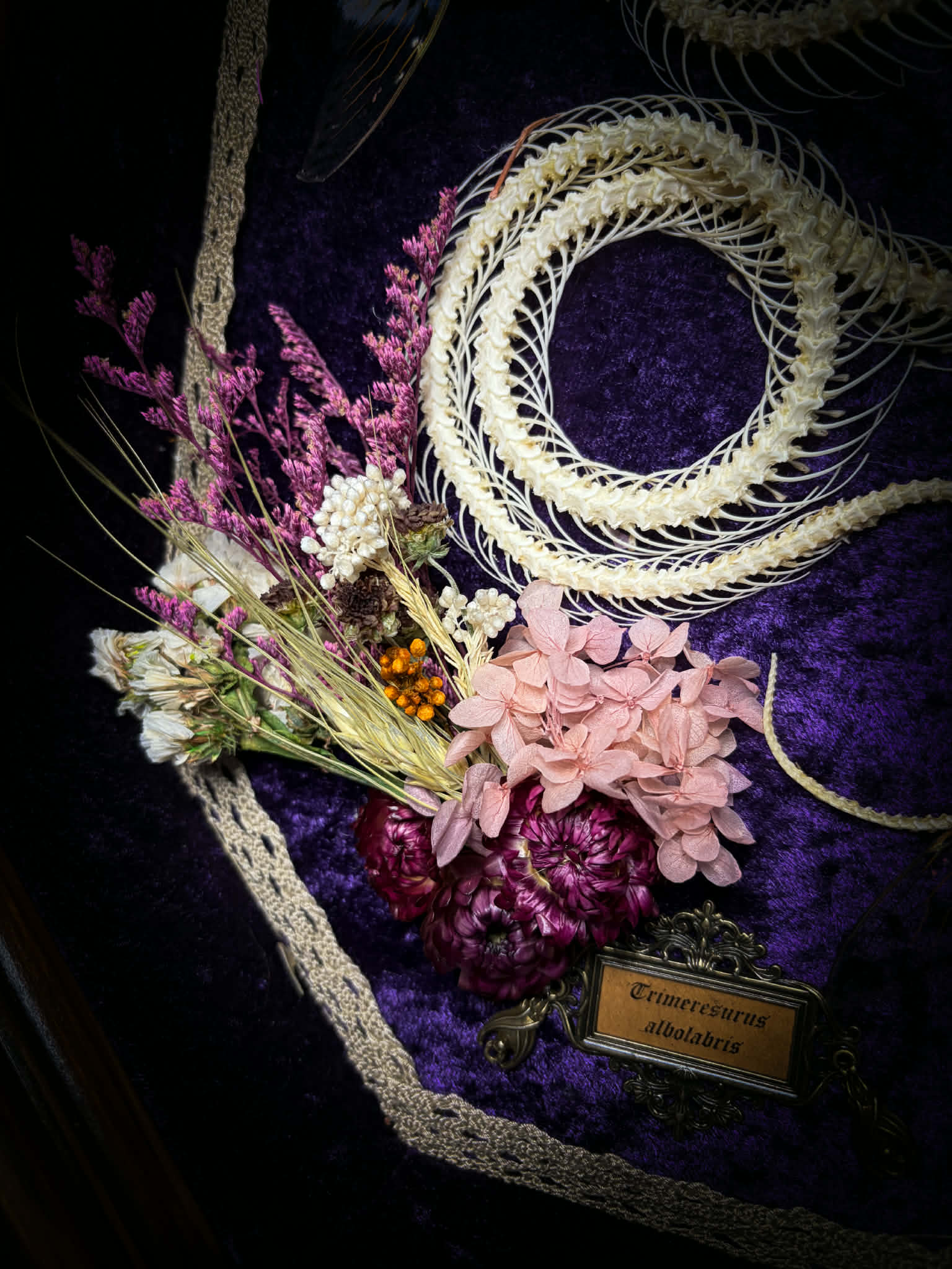 Gothic shadowbox — articulated snake skeleton on deep violet velvet, preserved florals, ghost cicadas, baroque wooden frame with gold accents, 45x35cm