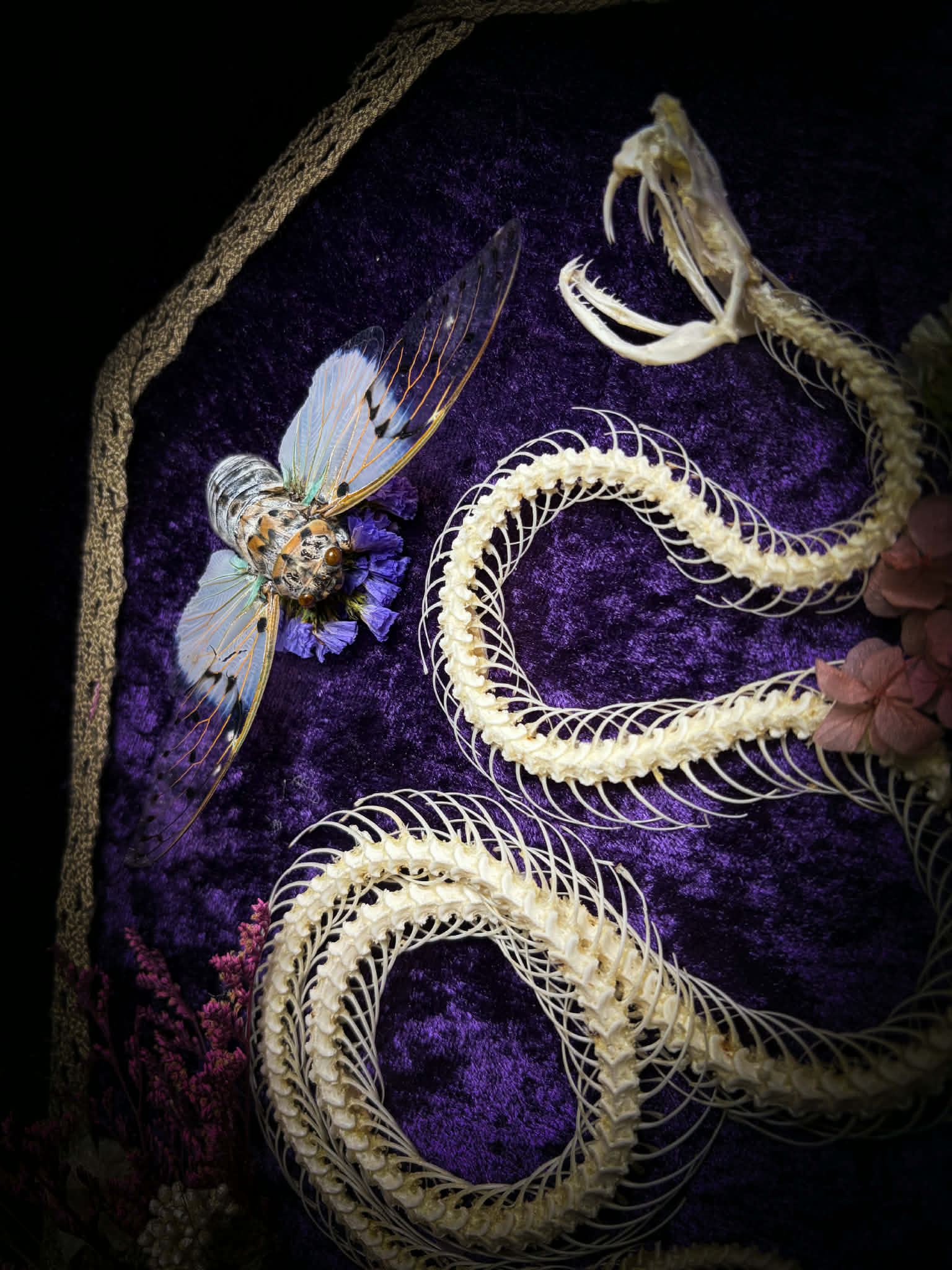 Gothic shadowbox — articulated snake skeleton on deep violet velvet, preserved florals, ghost cicadas, baroque wooden frame with gold accents, 45x35cm