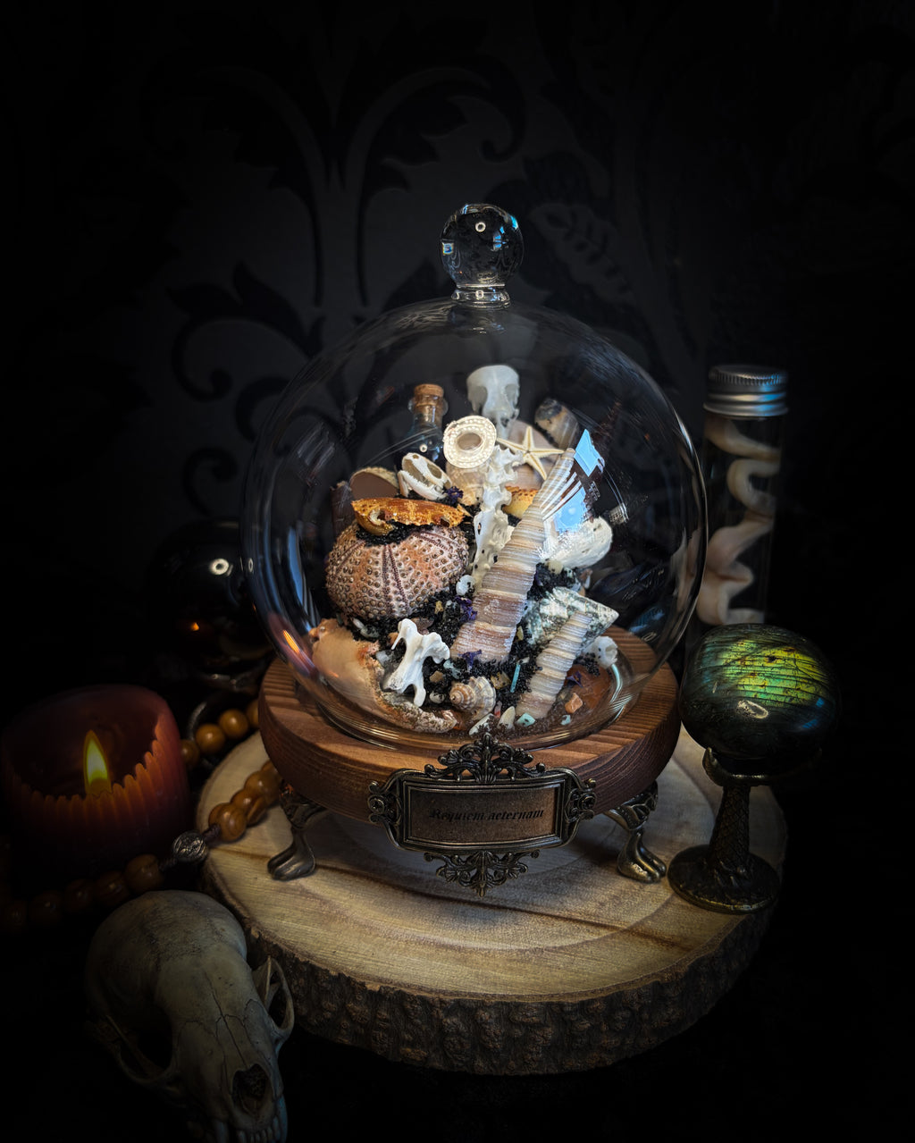 Mare Obscurum — handcrafted gothic sea reliquary dome with rare violet sea urchin, bird skull and shells — dark decor by Morbid Oddities
