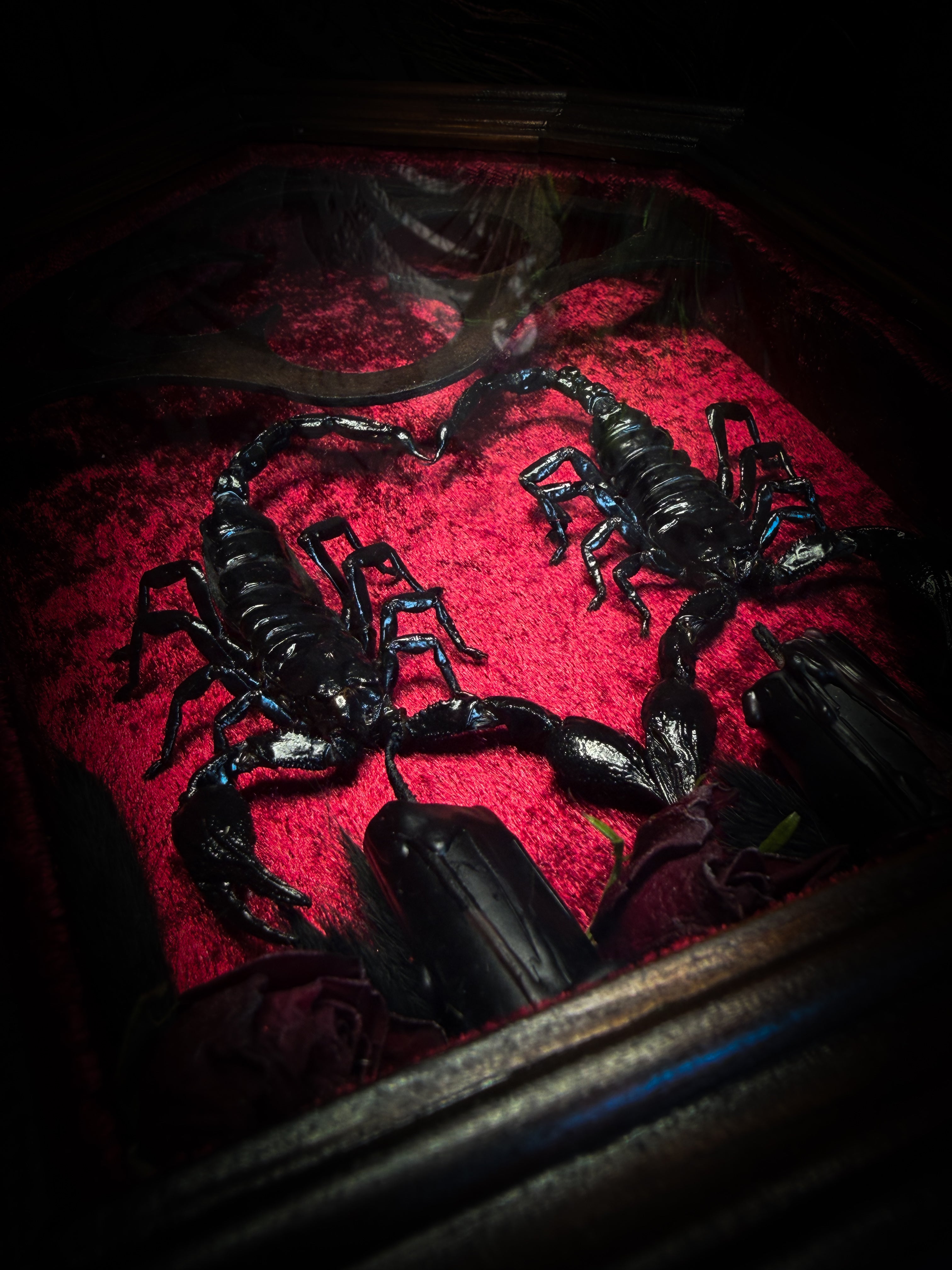 Veneficium gothic shadowbox — two preserved black scorpions arranged in a heart shape on deep crimson velvet, with hand-carved gothic tracery, preserved roses and vampire candles, in a hand-carved wooden frame with glass front. Morbid oddities.