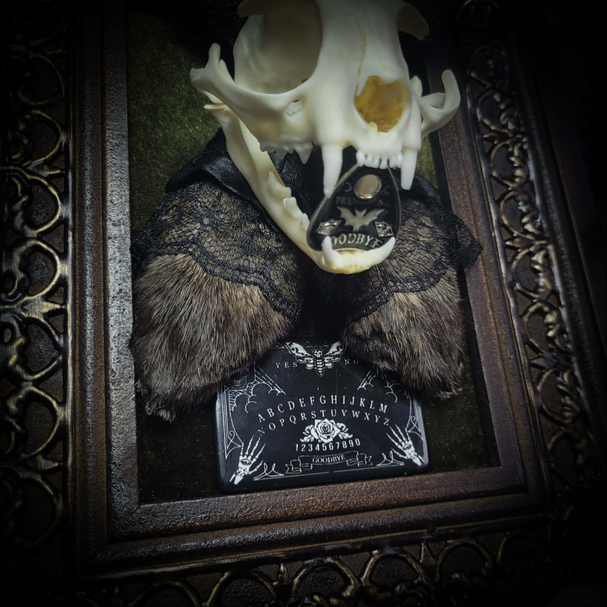 Bunny Kitten — handmade gothic shadowbox, made to order. Real cat skull with preserved bunny ears and paws, set on velvet background in ornate hand-finished frame with lace and decorative details. Dark whimsical collectible decor.