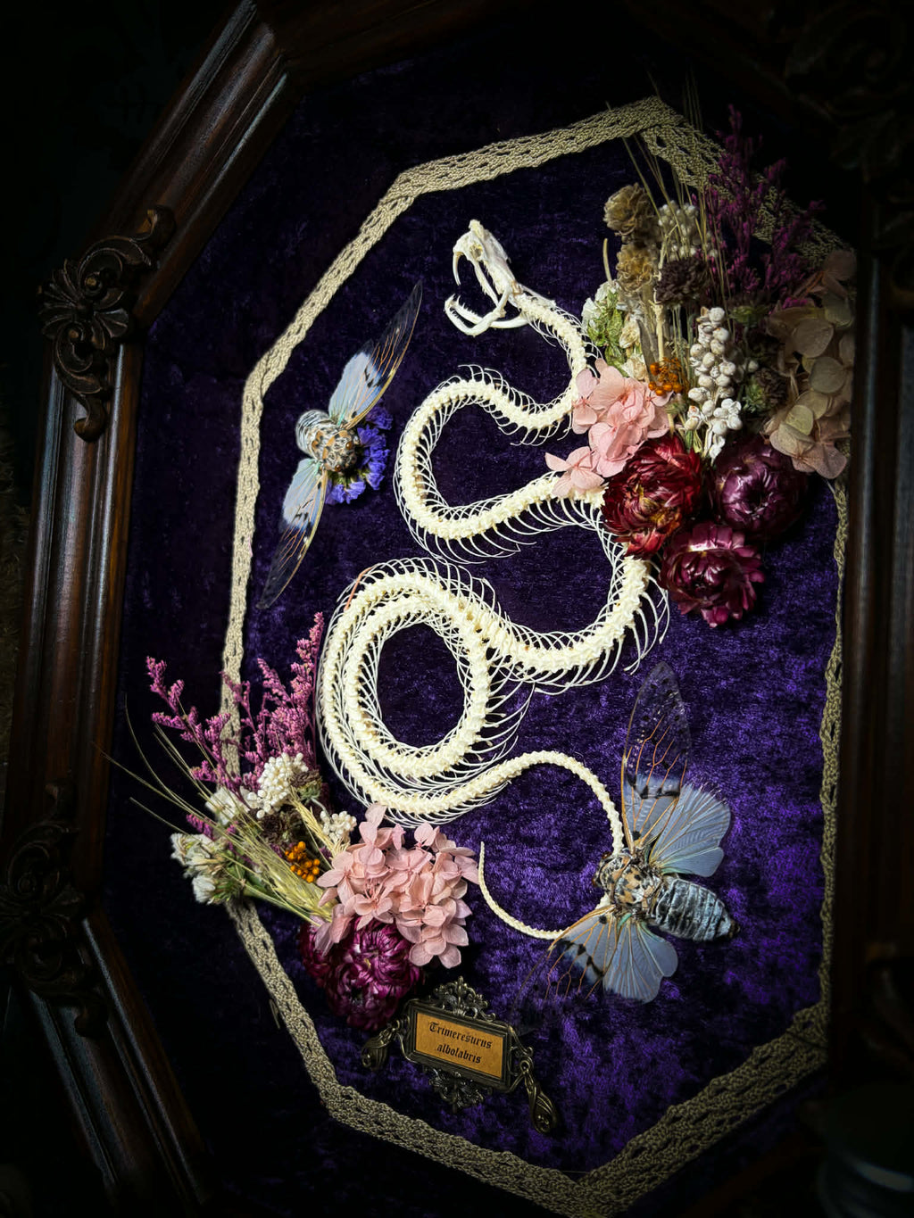 Gothic shadowbox — articulated snake skeleton on deep violet velvet, preserved florals, ghost cicadas, baroque wooden frame with gold accents, 45x35cm