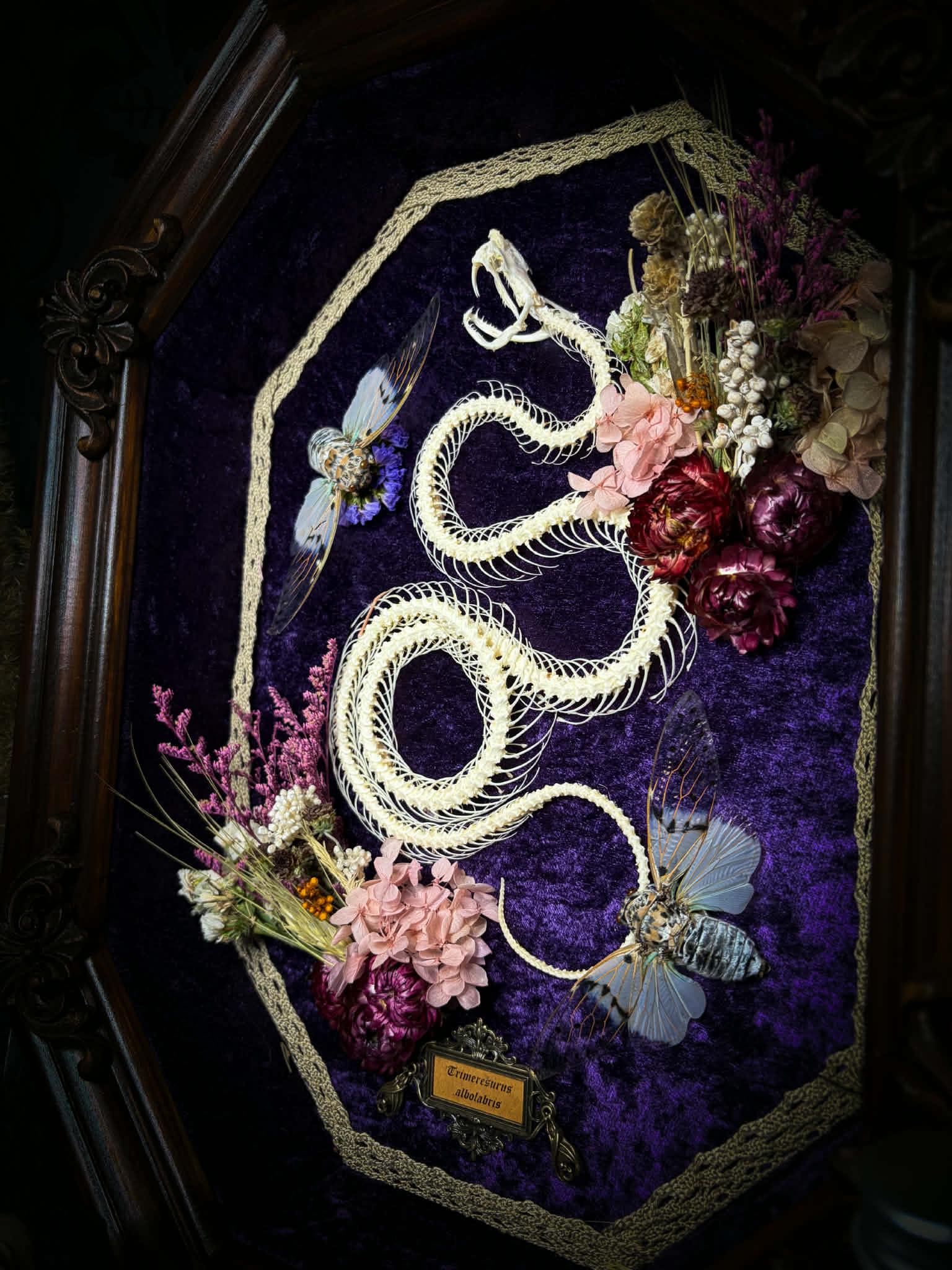 Gothic shadowbox — articulated snake skeleton on deep violet velvet, preserved florals, ghost cicadas, baroque wooden frame with gold accents, 45x35cm