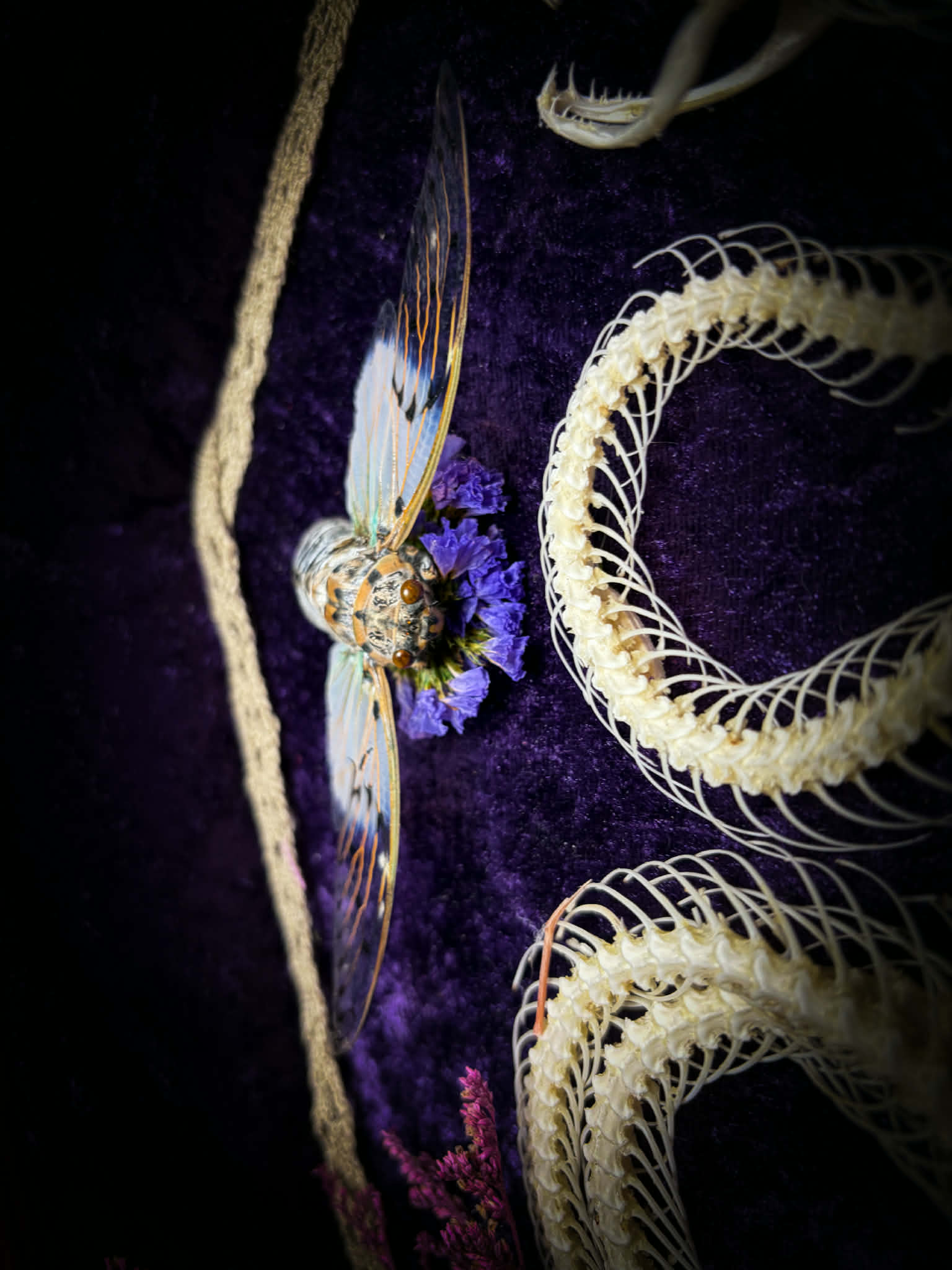 Gothic shadowbox — articulated snake skeleton on deep violet velvet, preserved florals, ghost cicadas, baroque wooden frame with gold accents, 45x35cm