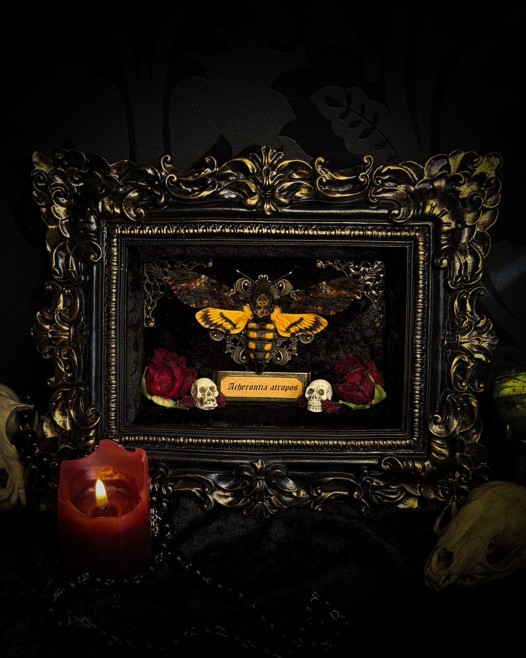 Gothica — handmade gothic shadowbox, made to order. Death's-head hawkmoth on black velvet in hand-cast antique baroque frame with skull embellishment, preserved roses, miniature skulls and Latin species nameplate. Gothic wall decor, 17.5x22.5cm.