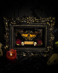 Gothica — handmade gothic shadowbox, made to order. Death's-head hawkmoth on black velvet in hand-cast antique baroque frame with skull embellishment, preserved roses, miniature skulls and Latin species nameplate. Gothic wall decor, 17.5x22.5cm.
