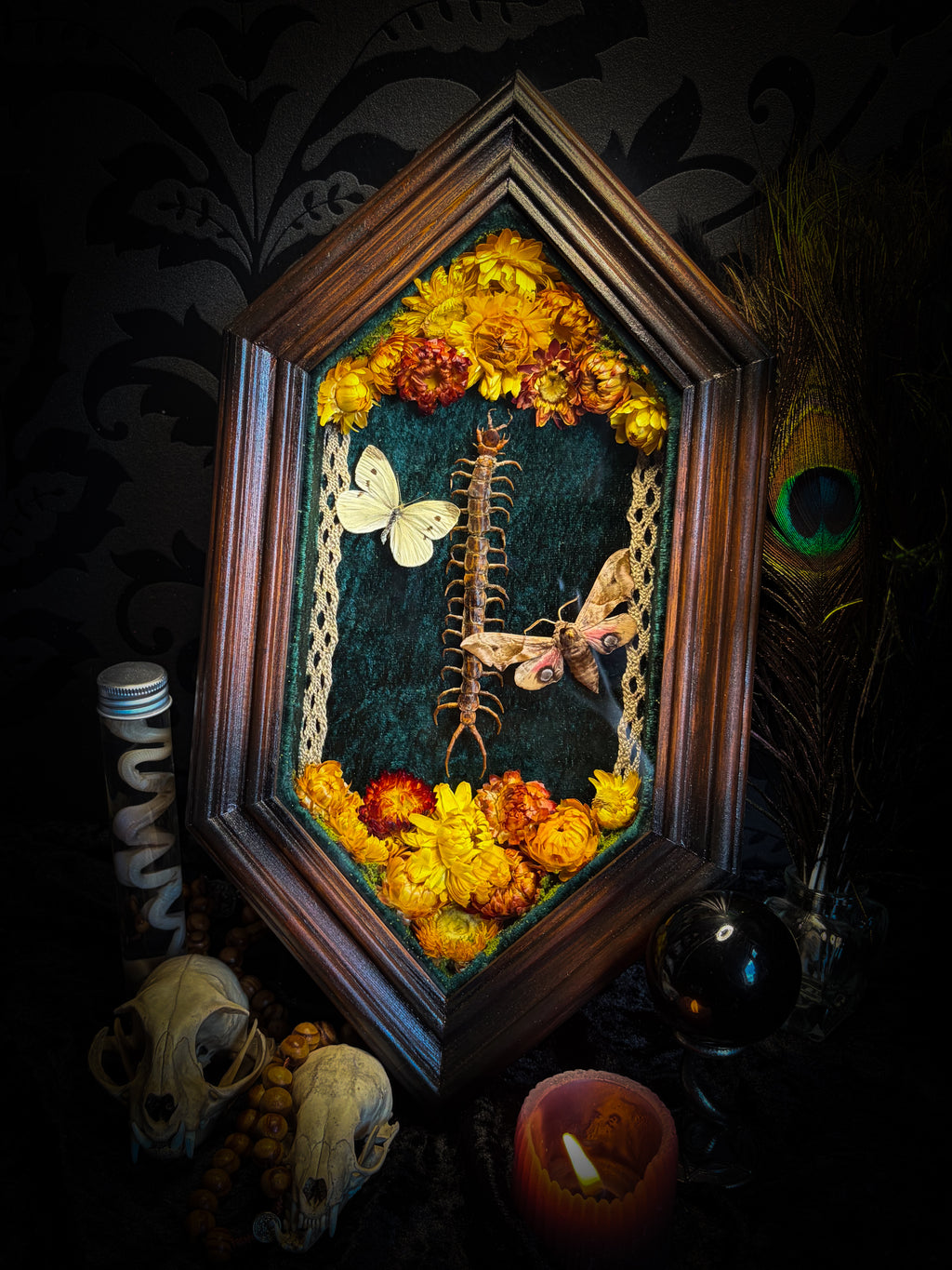 Memento Vivere gothic shadowbox — preserved centipede, Deilephila elpenor hawk-moth and white butterfly on teal-green velvet with dried marigolds and cream lace, in a hand-carved wooden coffin frame with glass front, by Morbid Oddities
