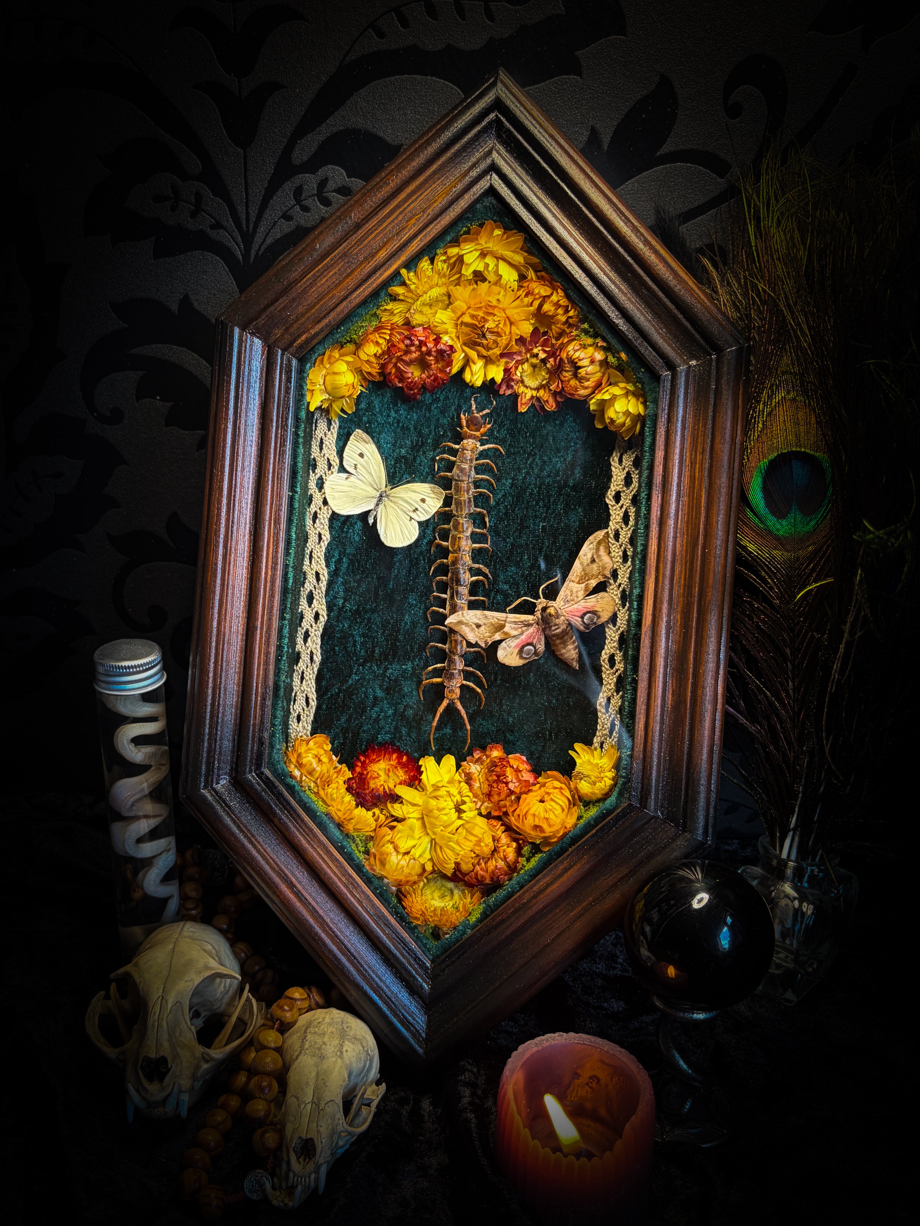 Memento Vivere gothic shadowbox — preserved centipede, Deilephila elpenor hawk-moth and white butterfly on teal-green velvet with dried marigolds and cream lace, in a hand-carved wooden coffin frame with glass front, by Morbid Oddities