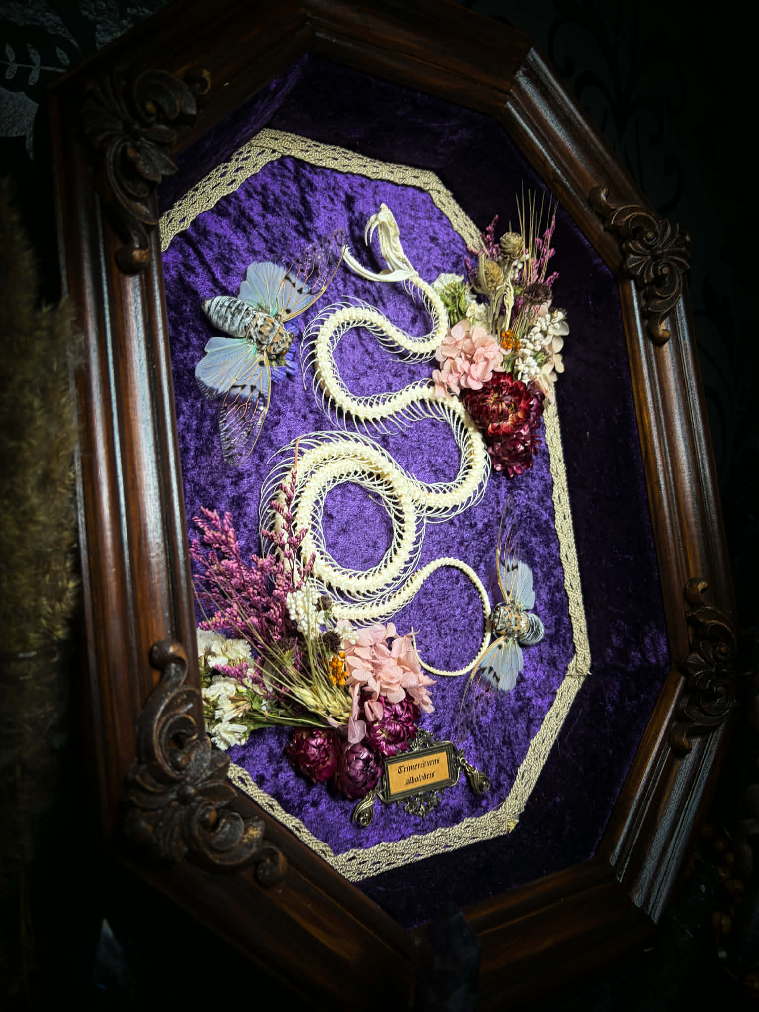 Gothic shadowbox — articulated snake skeleton on deep violet velvet, preserved florals, ghost cicadas, baroque wooden frame with gold accents, 45x35cm