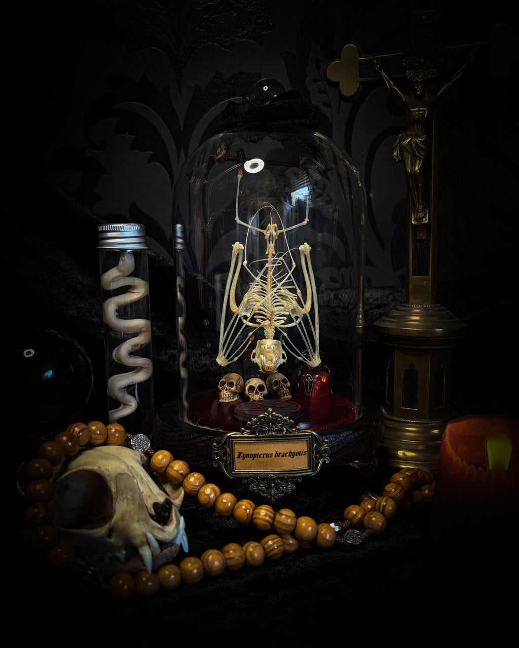 Handmade gothic glass dome with preserved bat skeleton, miniature skulls, red pentagram and occult elements — Curiosa | Occult by Morbid Oddities