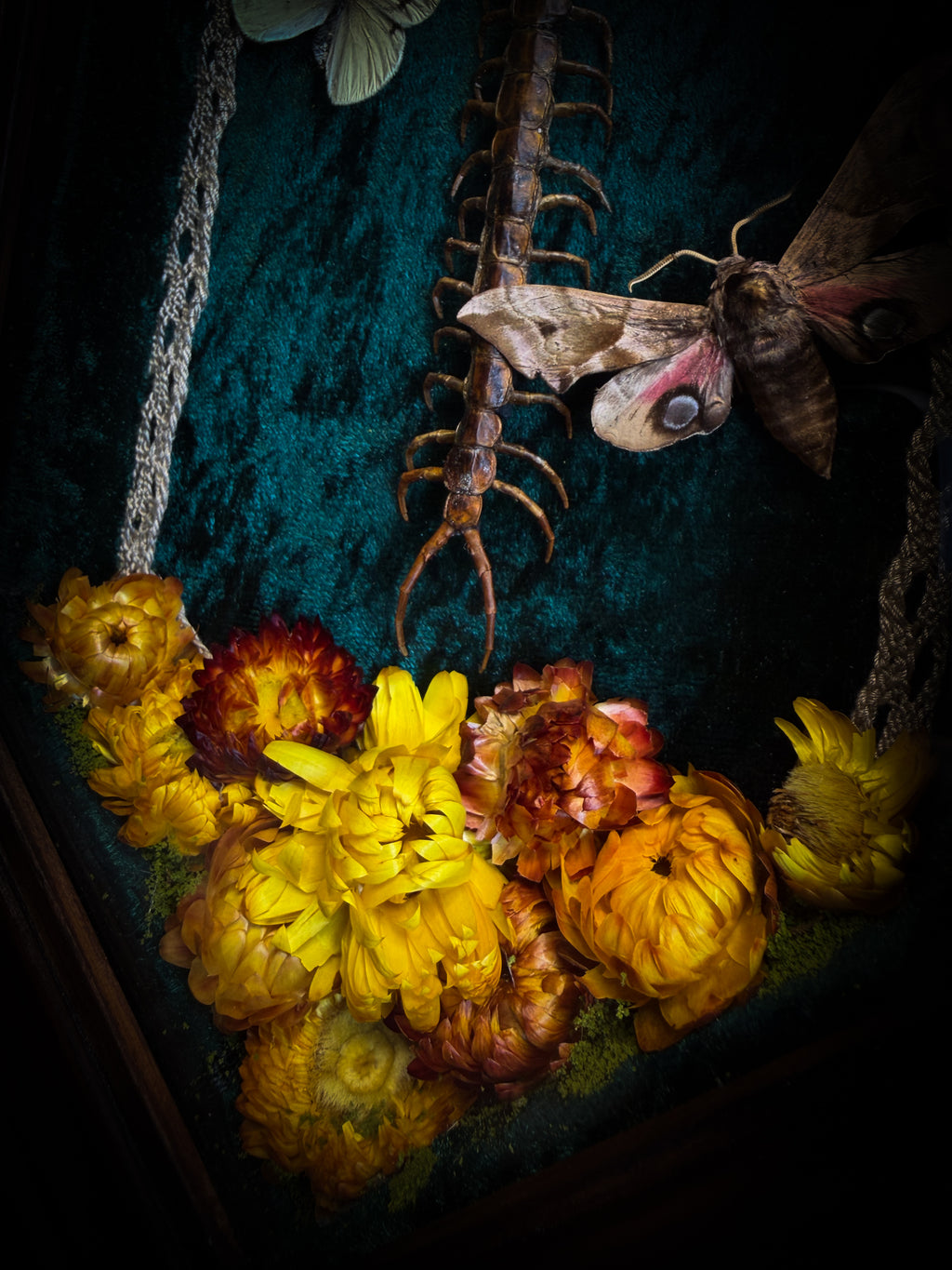 Memento Vivere gothic shadowbox — preserved centipede, Deilephila elpenor hawk-moth and white butterfly on teal-green velvet with dried marigolds and cream lace, in a hand-carved wooden coffin frame with glass front, by Morbid Oddities