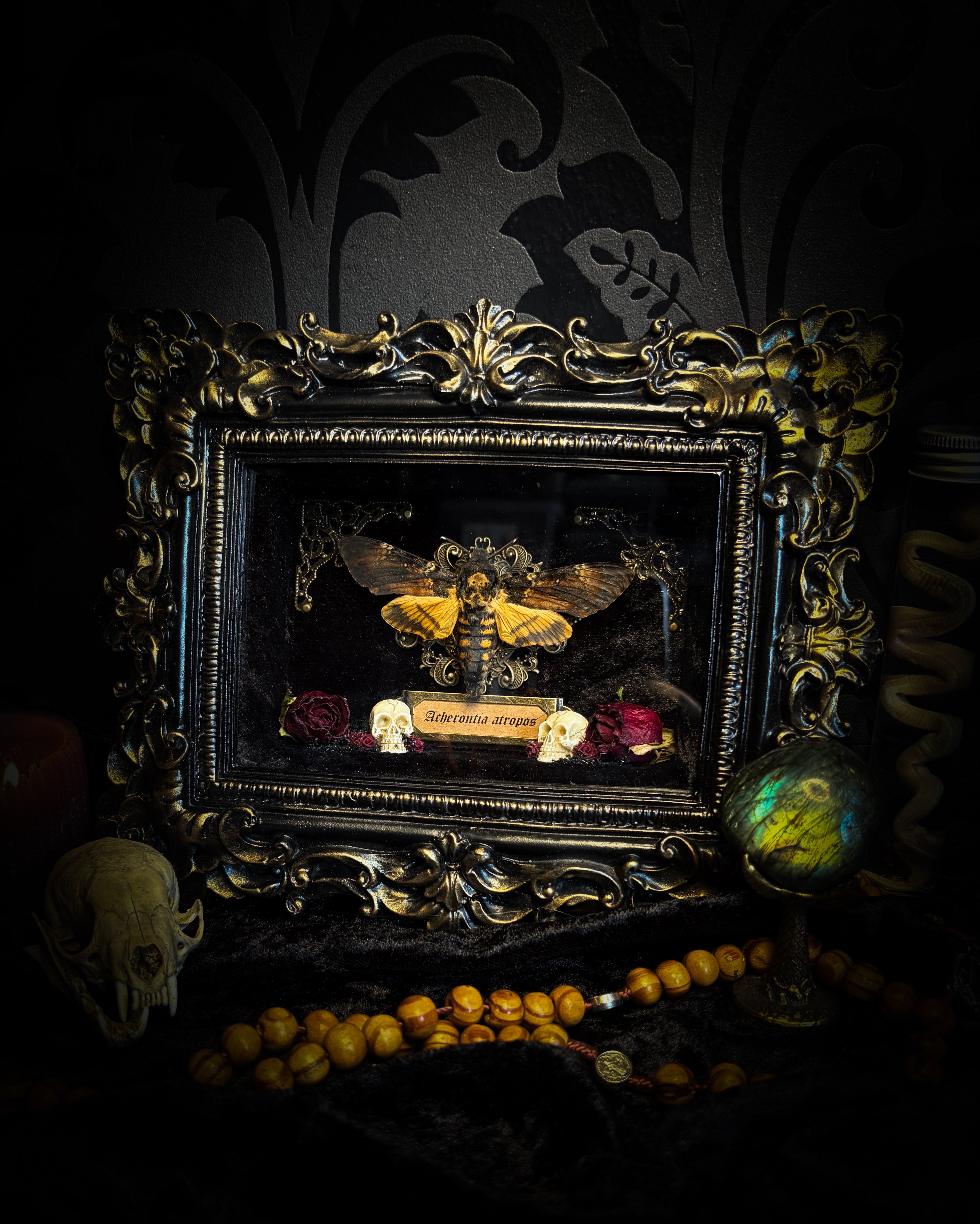 Death's Messenger | handmade gothic shadowbox with Acherontia atropos death's-head hawk-moth, dried roses, mini skulls, black and gold baroque frame | Morbid Oddities
