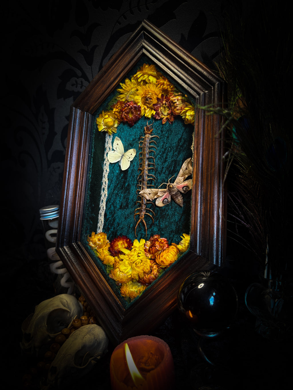 Memento Vivere gothic shadowbox — preserved centipede, Deilephila elpenor hawk-moth and white butterfly on teal-green velvet with dried marigolds and cream lace, in a hand-carved wooden coffin frame with glass front, by Morbid Oddities