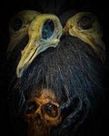 Morbid Oddities Gift Card