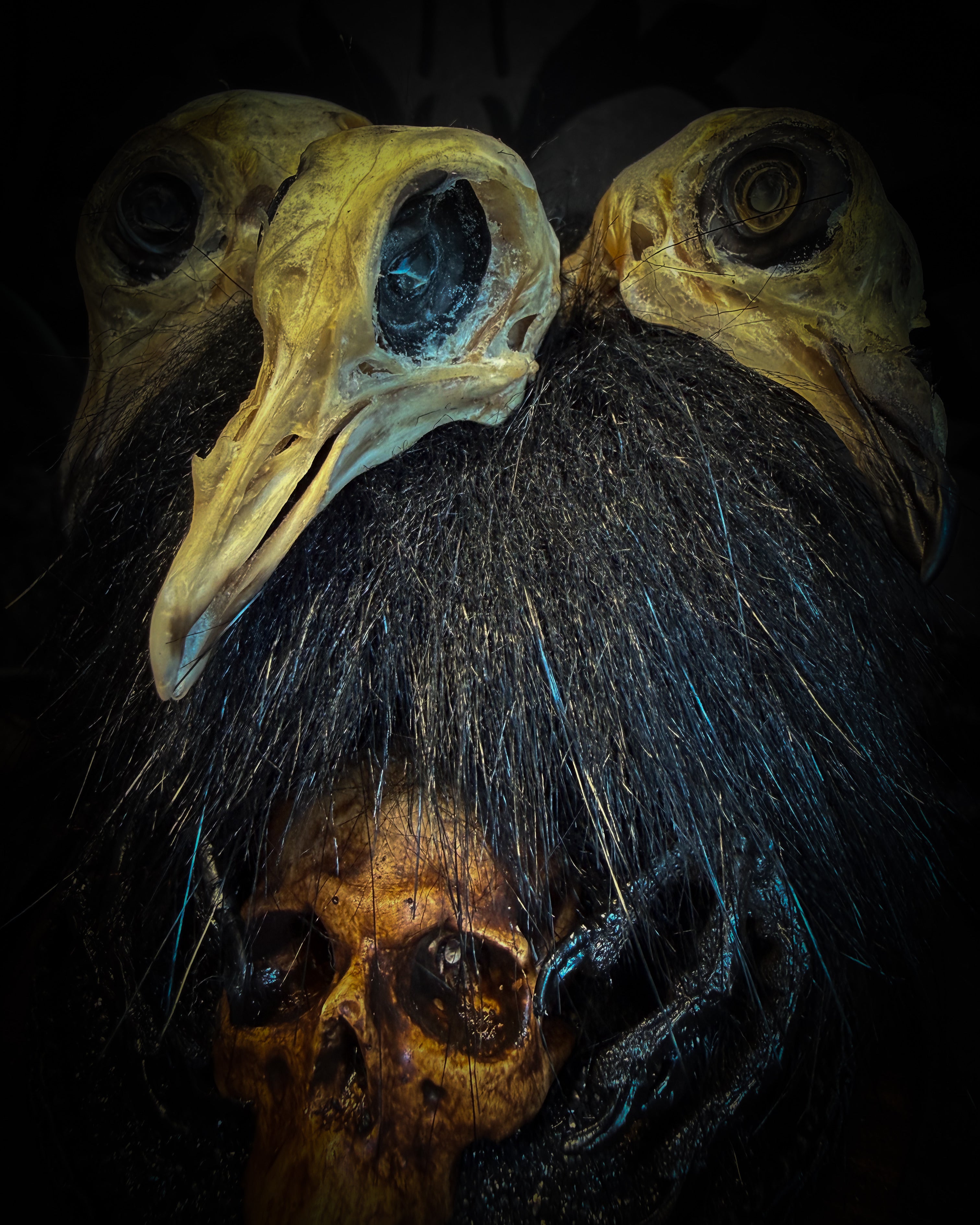 Morbid Oddities Gift Card