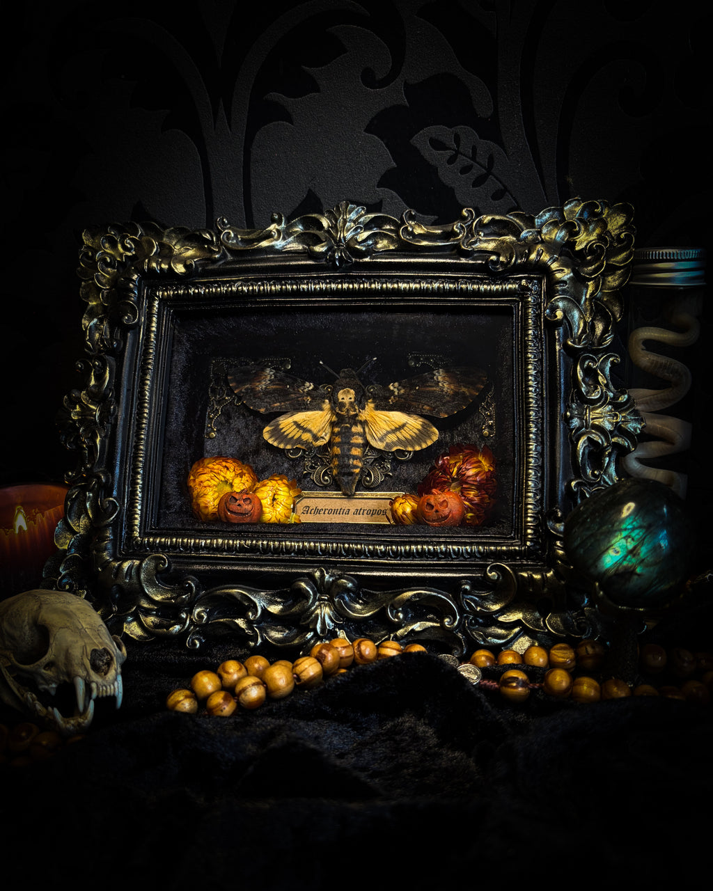 Death's Lantern | handmade gothic shadowbox with Acherontia atropos death's-head hawk-moth, dried pumpkins and flowers, black and gold baroque frame | Morbid Oddities
