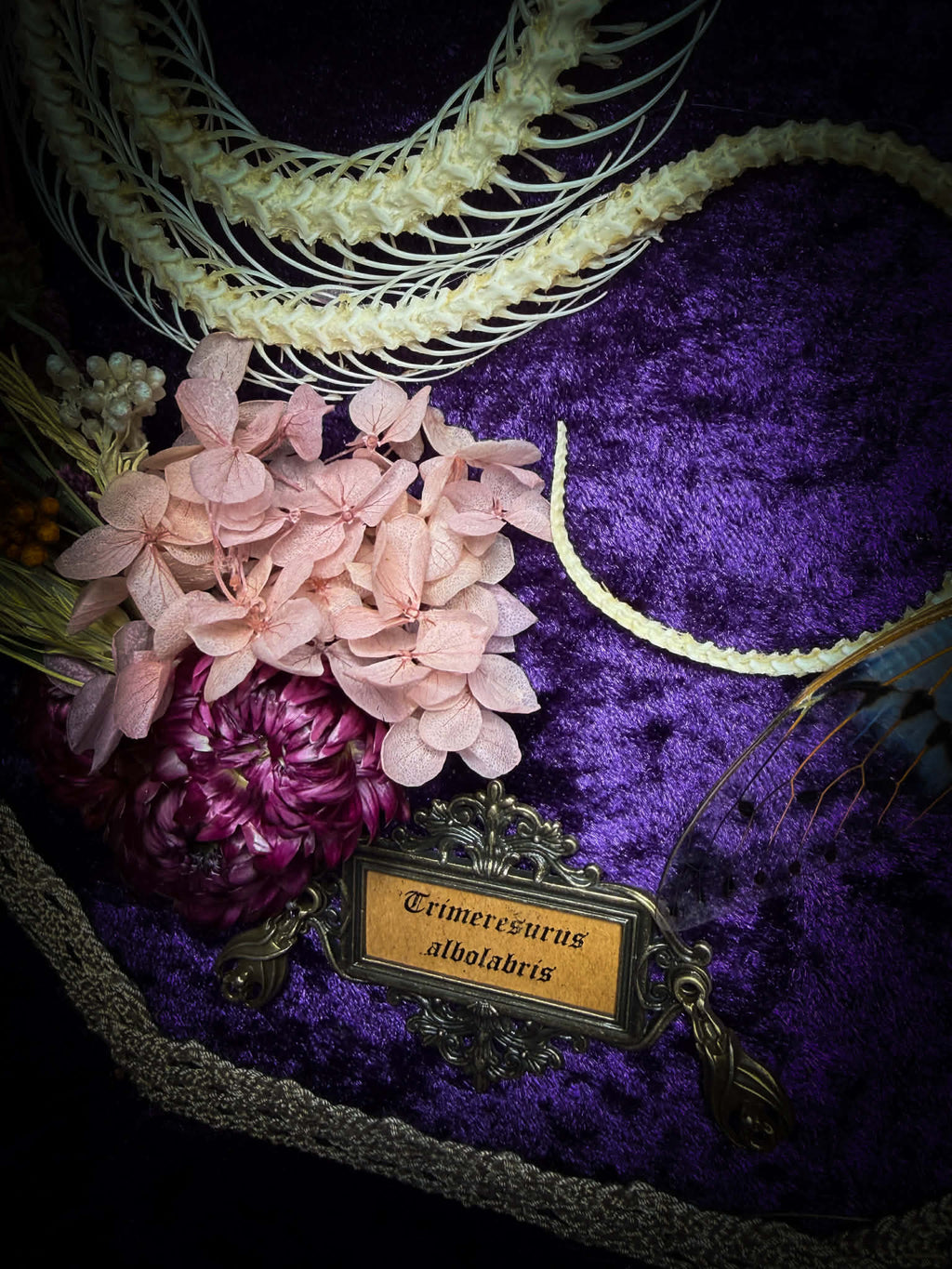 Gothic shadowbox — articulated snake skeleton on deep violet velvet, preserved florals, ghost cicadas, baroque wooden frame with gold accents, 45x35cm