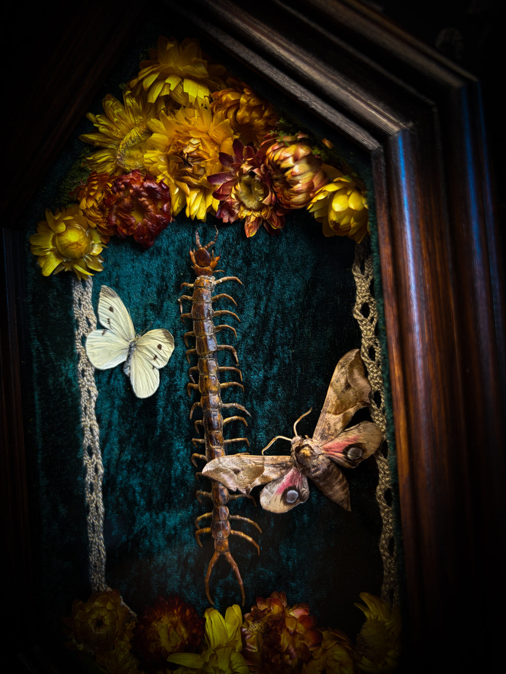 Memento Vivere gothic shadowbox — preserved centipede, Deilephila elpenor hawk-moth and white butterfly on teal-green velvet with dried marigolds and cream lace, in a hand-carved wooden coffin frame with glass front, by Morbid Oddities