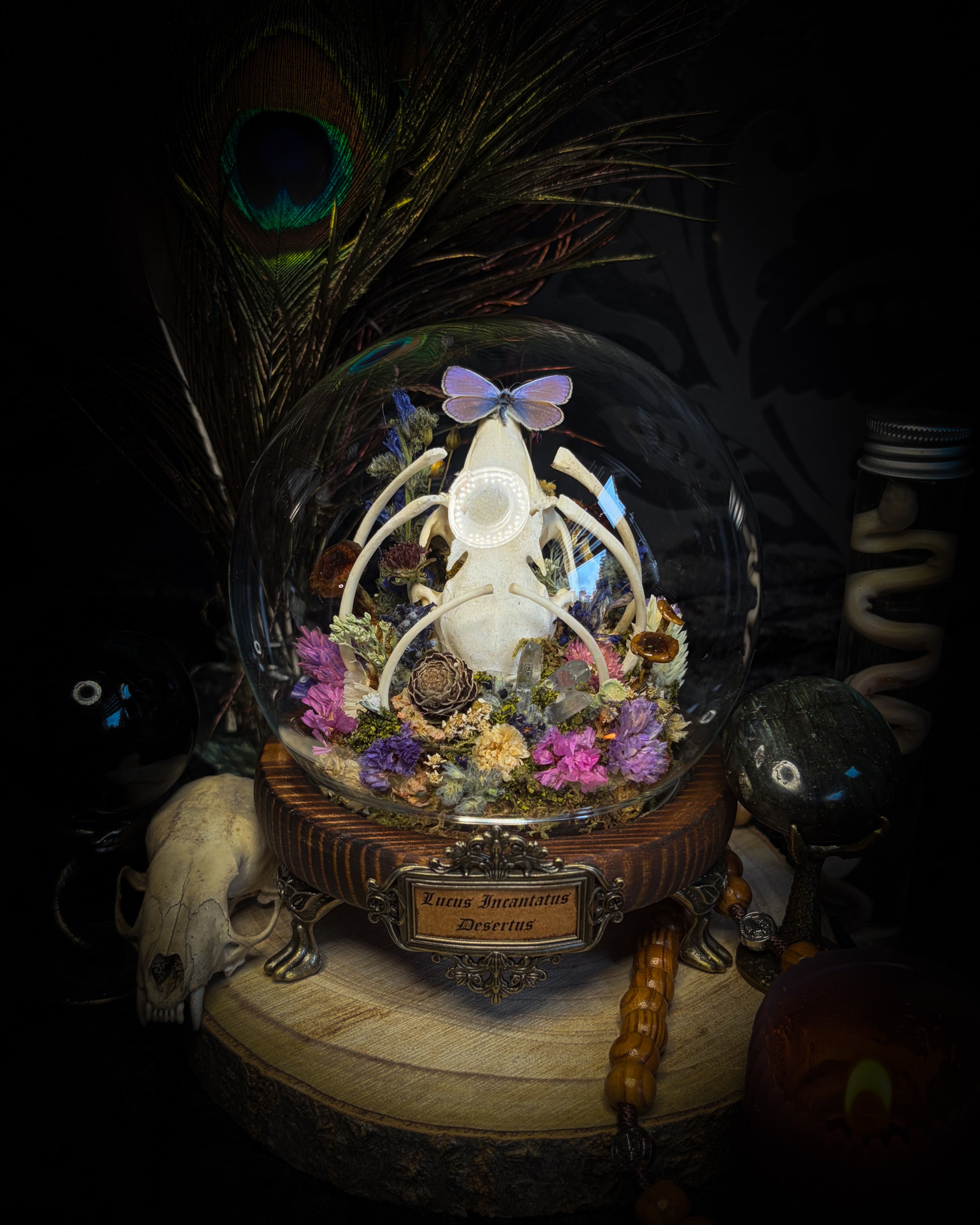 Lucus Incantatus Desertus — handmade glass dome with young rabbit skull holding a spell jar, Common Blue butterfly resting on the skull's nose, surrounded by dried carnations, cornflowers, artichoke, moss and miniature mushrooms. Whimsical witchy decor by Morbid Oddities.