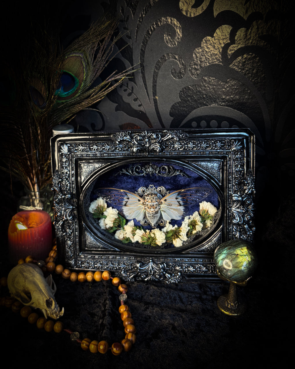 Lacrimosa | handmade gothic shadowbox with real preserved Ghost Cicada Ayuthia spectabile, silver lace cross ornament, dried white flowers, deep navy velvet, hand-carved hand-painted baroque frame and glass front | Morbid Oddities

