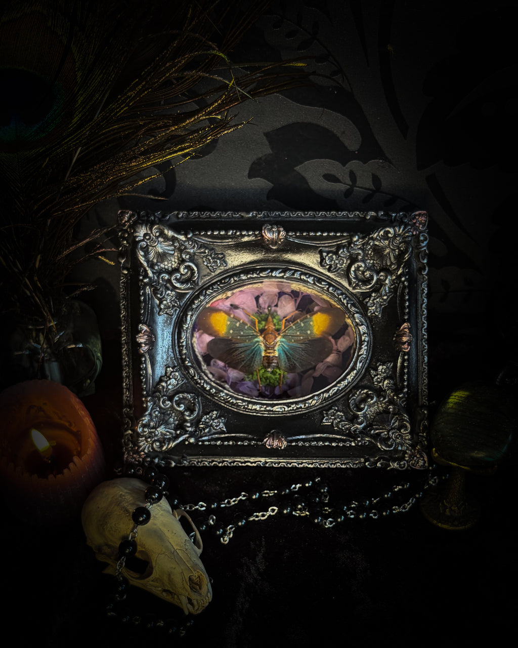 Handmade gothic shadowbox with preserved Pyrops gunji lantern bug, purple velvet and ornate black frame | Morbid Oddities