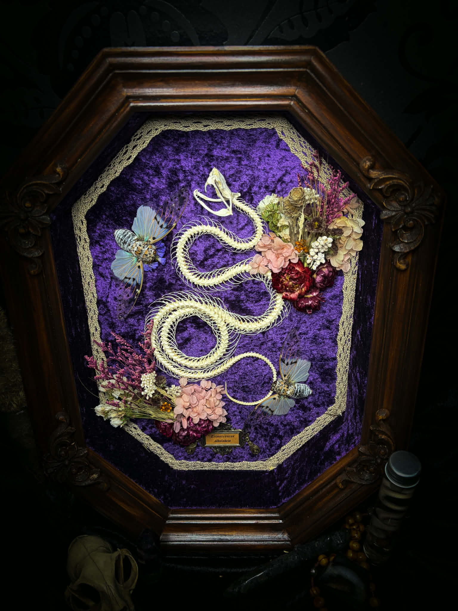 Gothic shadowbox — articulated snake skeleton on deep violet velvet, preserved florals, ghost cicadas, baroque wooden frame with gold accents, 45x35cm