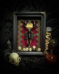 Venosa — handmade gothic shadowbox, made to order. Preserved scorpion on velvet background with ornate lace embellishments, decorative skull elements, miniature books, cauldron and Latin species nameplate. Dark ritual wall decor, 21x16cm.