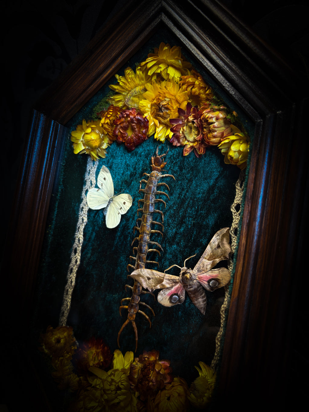 Memento Vivere gothic shadowbox — preserved centipede, Deilephila elpenor hawk-moth and white butterfly on teal-green velvet with dried marigolds and cream lace, in a hand-carved wooden coffin frame with glass front, by Morbid Oddities
