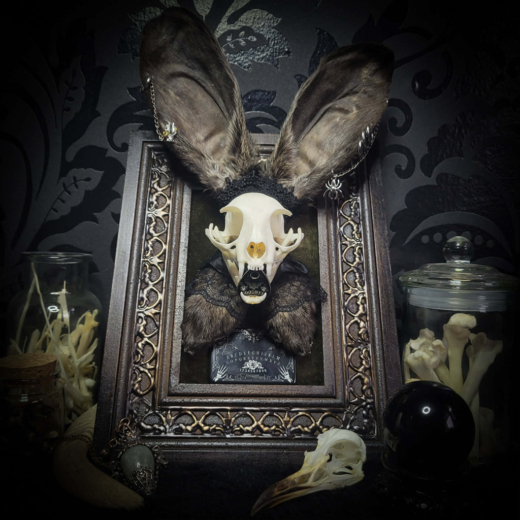 Bunny Kitten — handmade gothic shadowbox, made to order. Real cat skull with preserved bunny ears and paws, set on velvet background in ornate hand-finished frame with lace and decorative details. Dark whimsical collectible decor.