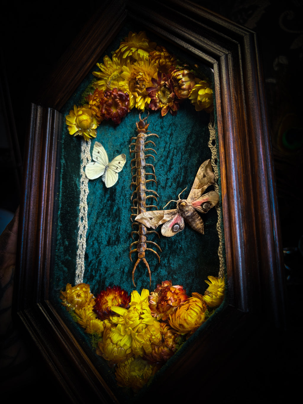 Memento Vivere gothic shadowbox — preserved centipede, Deilephila elpenor hawk-moth and white butterfly on teal-green velvet with dried marigolds and cream lace, in a hand-carved wooden coffin frame with glass front, by Morbid Oddities