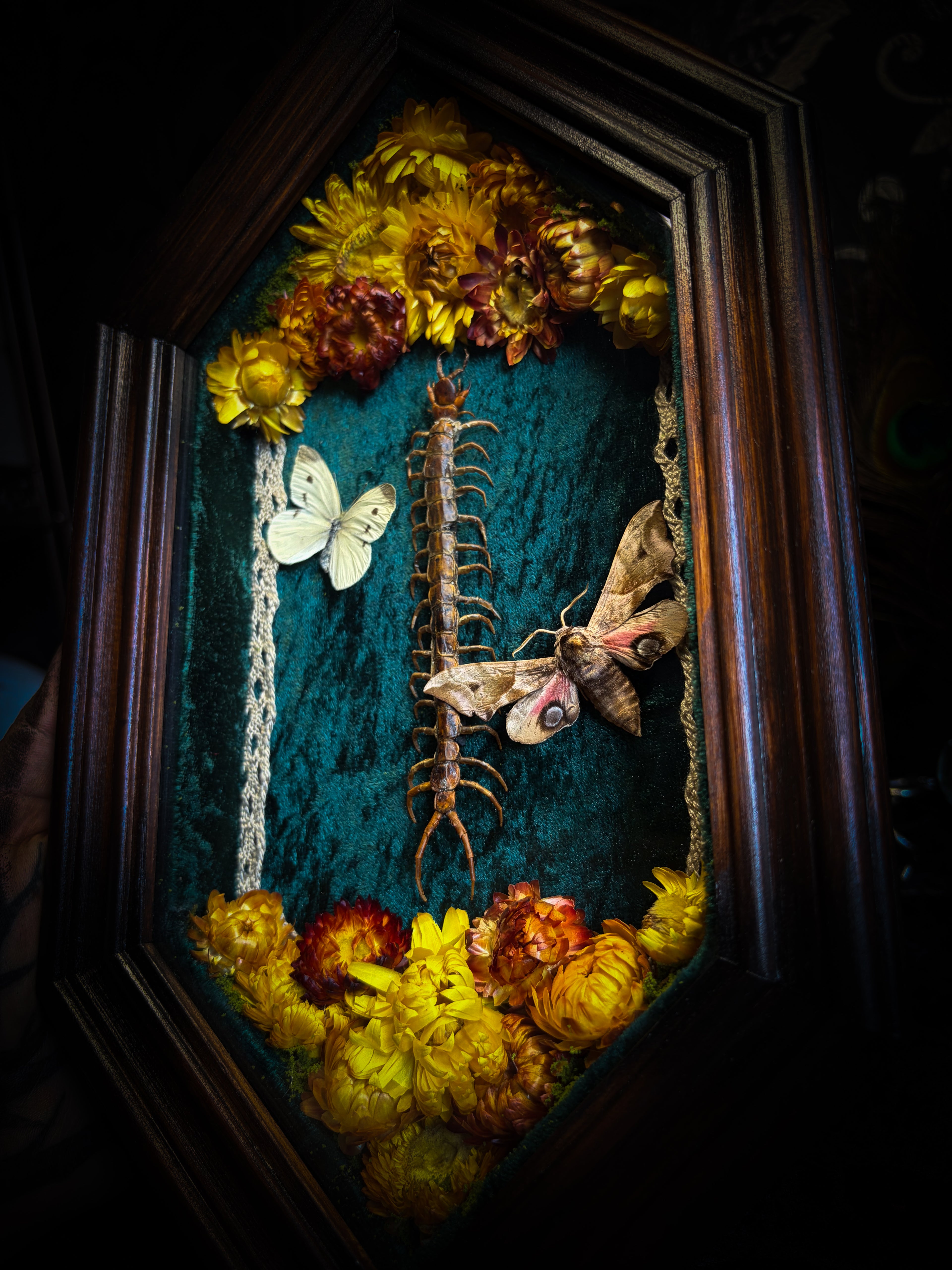 Memento Vivere gothic shadowbox — preserved centipede, Deilephila elpenor hawk-moth and white butterfly on teal-green velvet with dried marigolds and cream lace, in a hand-carved wooden coffin frame with glass front, by Morbid Oddities